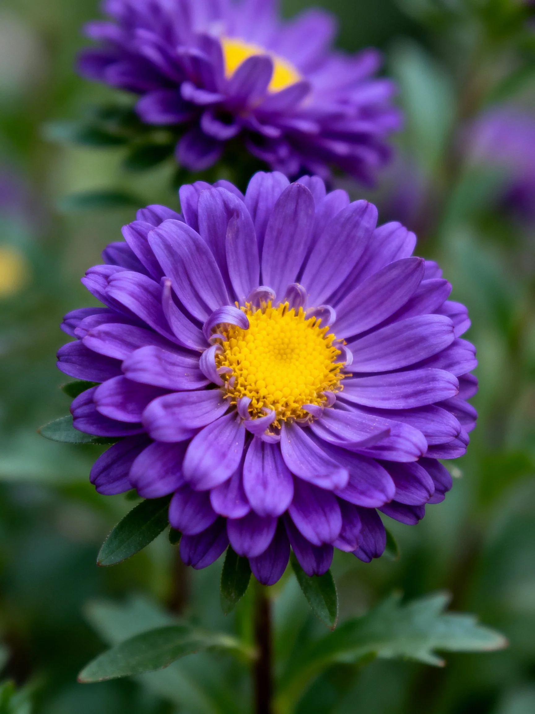 Two vibrant purple aster blooms with bright yellow centers, one sharply focused