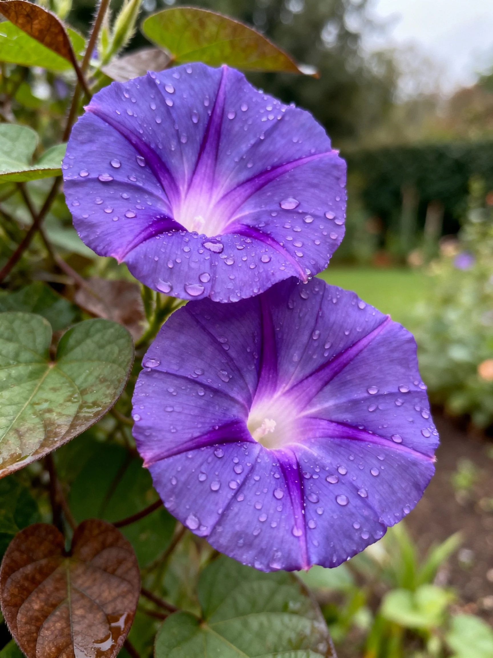 Two vibrant purple morning glories with water droplets