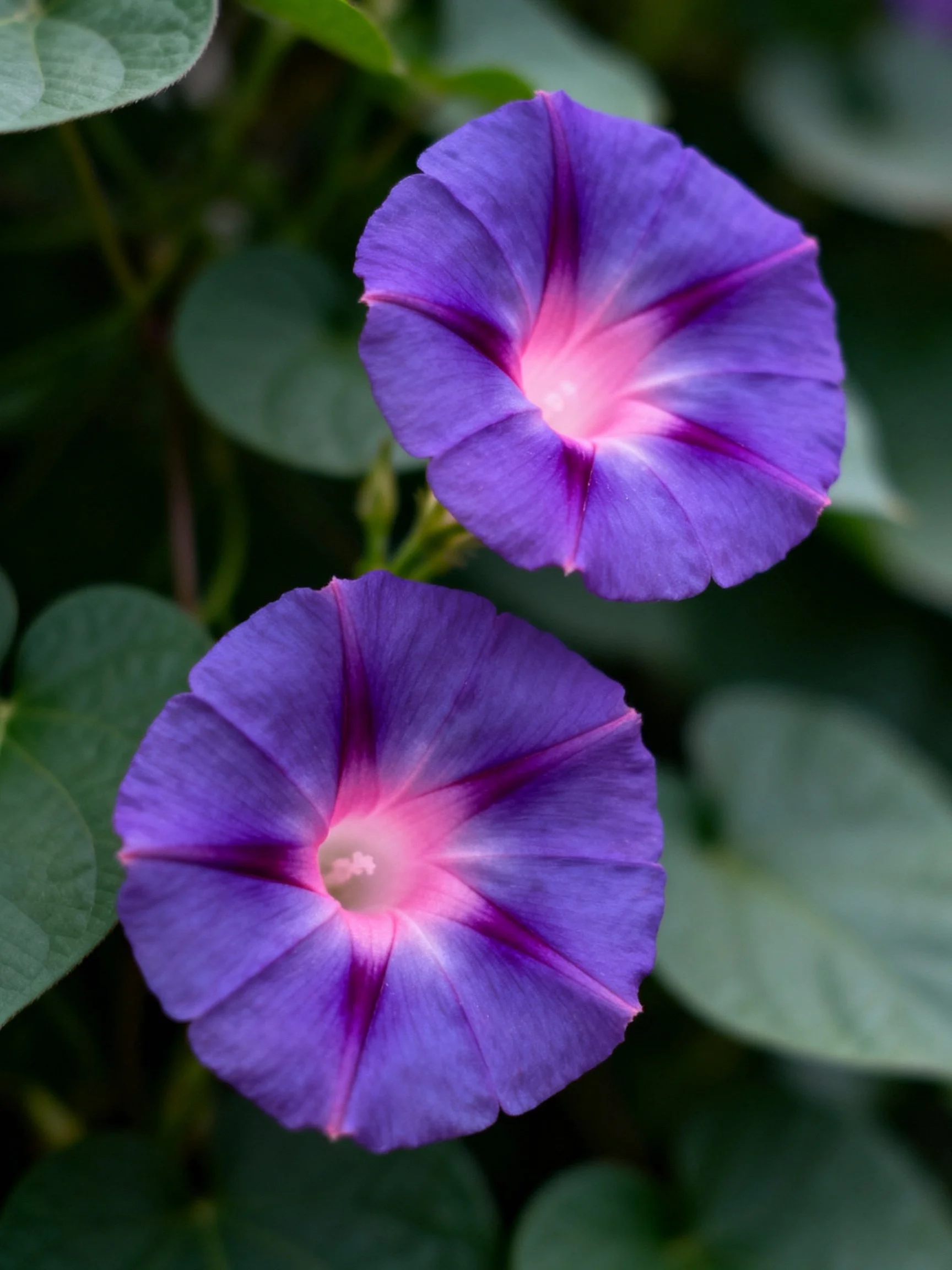 Two vibrant purple morning glory blooms with pink centers amid green leaves
