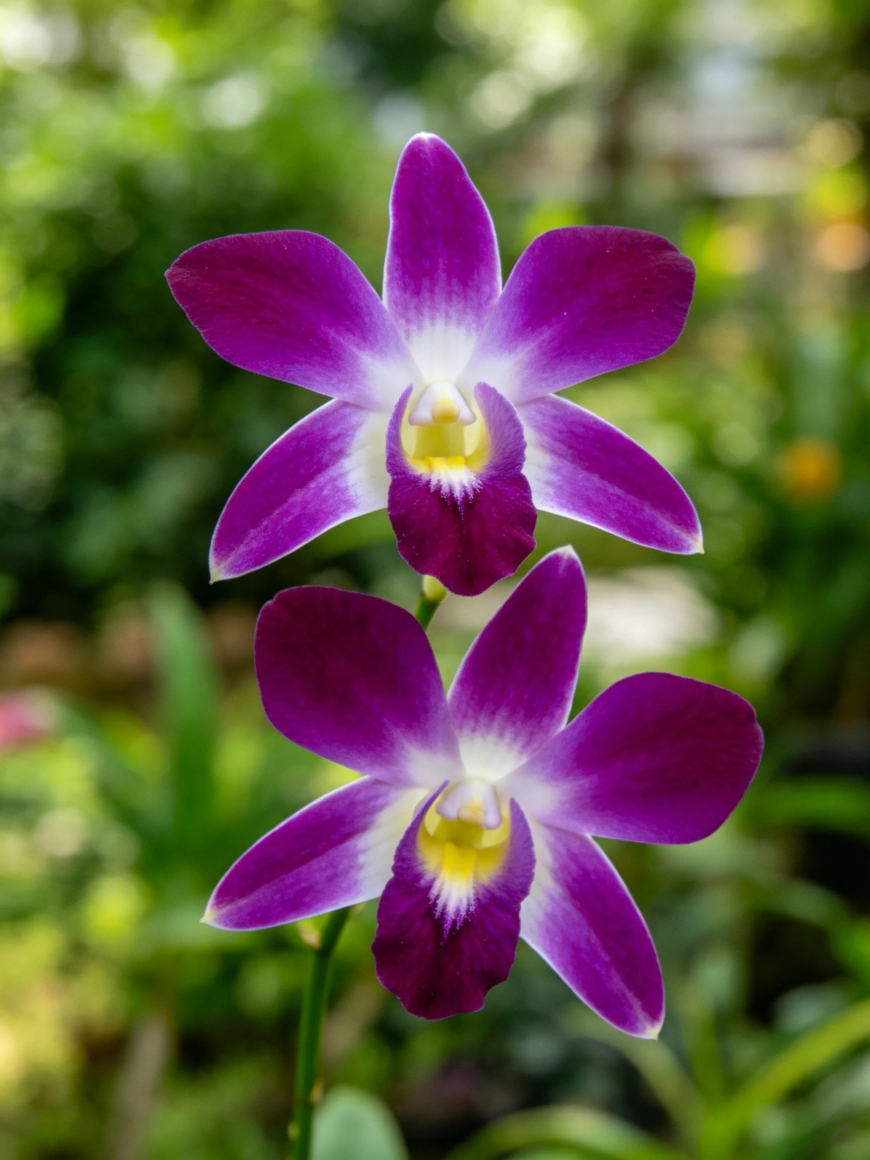 Two vibrant purple orchid blooms with white and yellow accents