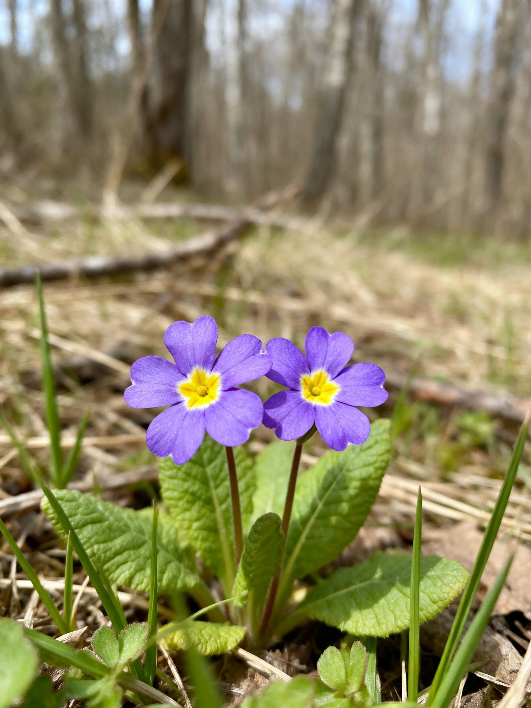 Two vibrant purple primrose blooms with yellow centers near a wooded area