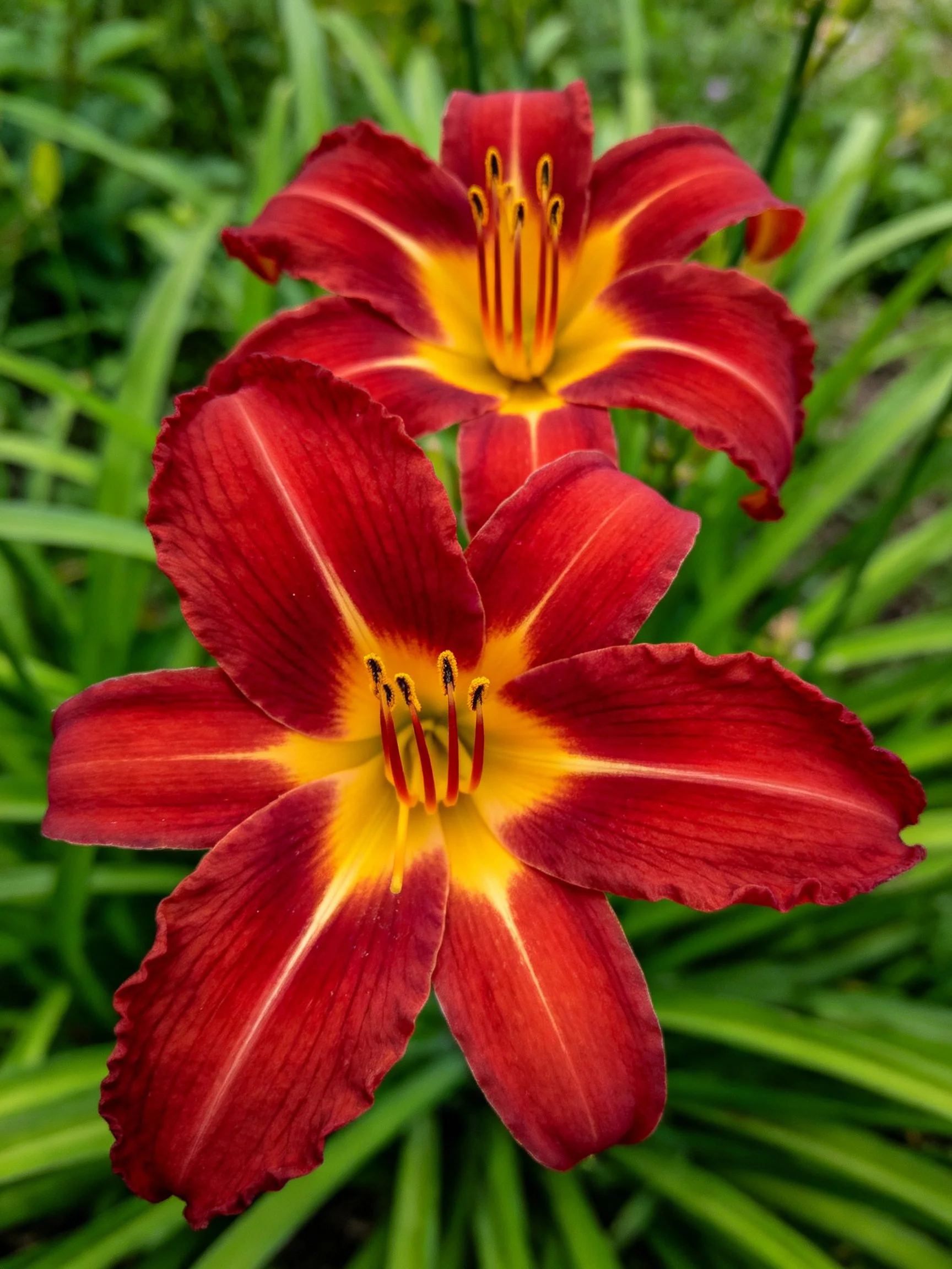 Two vibrant red daylilies with bright yellow centers amid green foliage