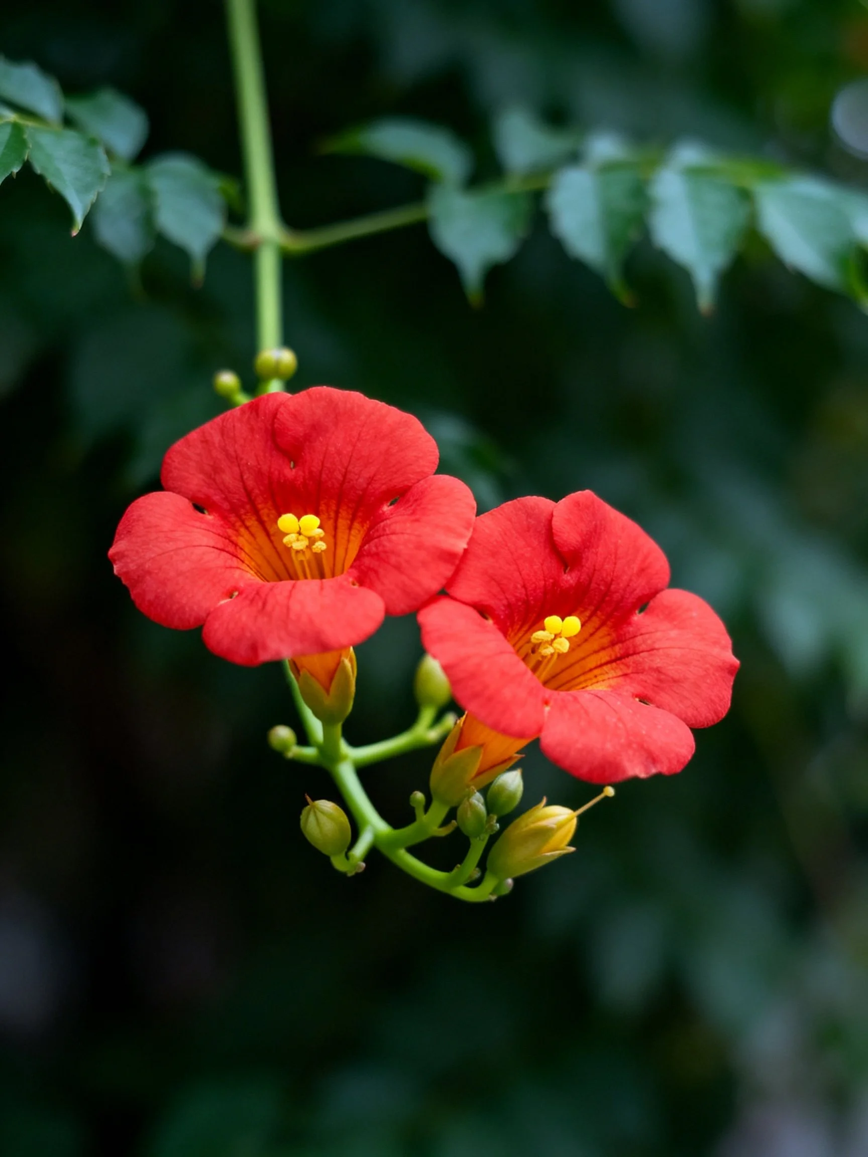 Two vibrant red flowers with yellow centers among green foliage