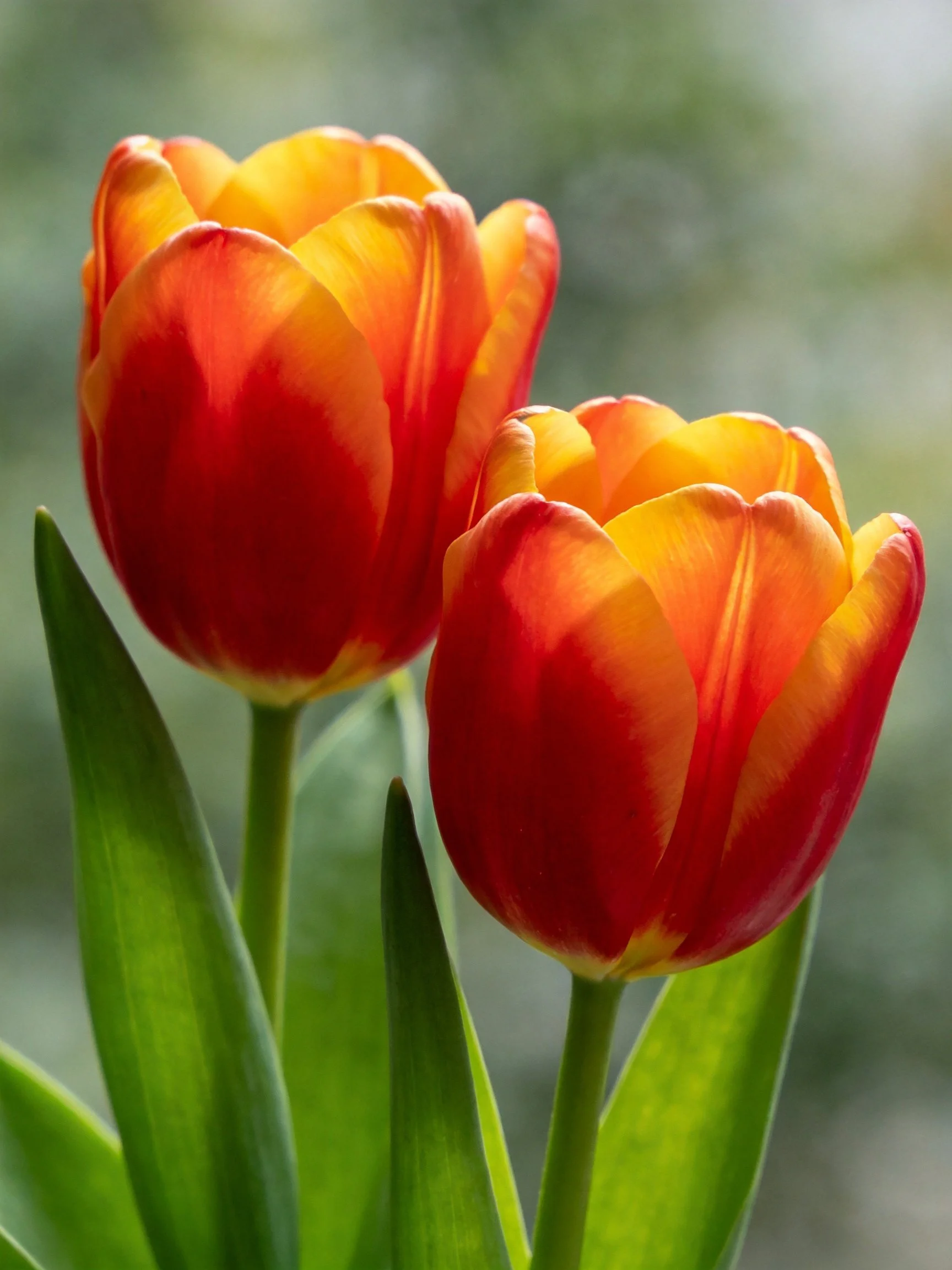 Two vibrant red-orange tulips with green foliage