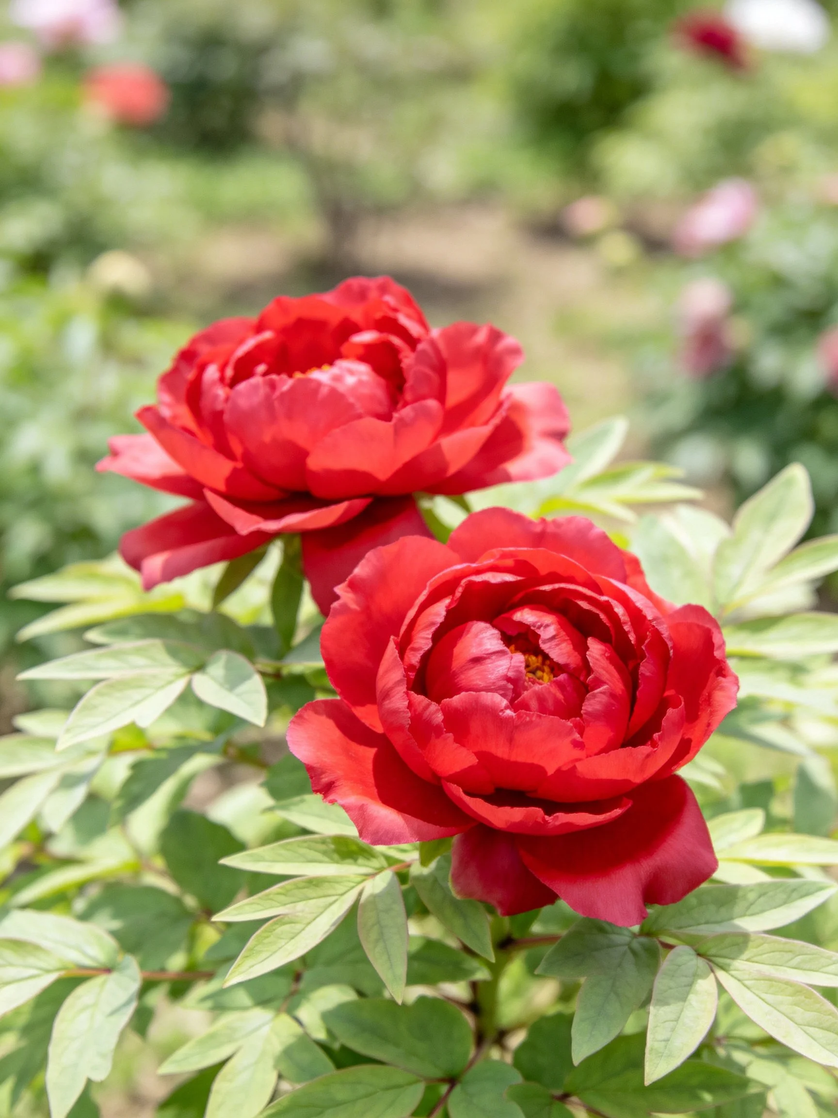 Two vibrant red peonies bloom amid lush green foliage