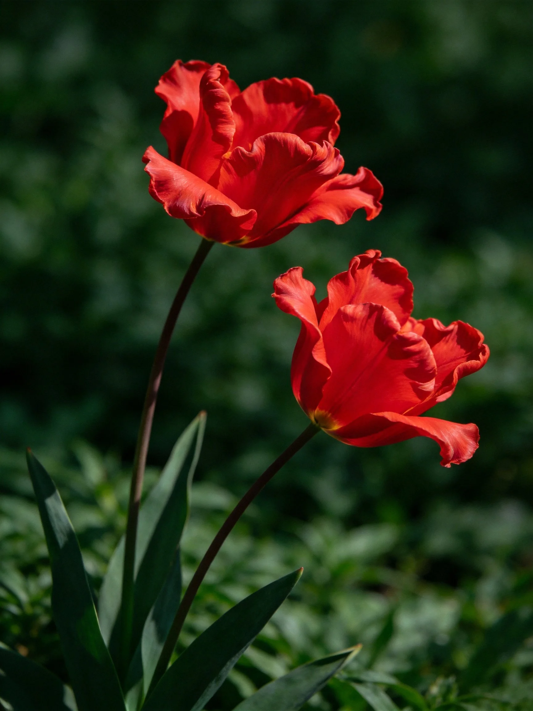 Two vibrant red ruffled flowers against dark green foliage