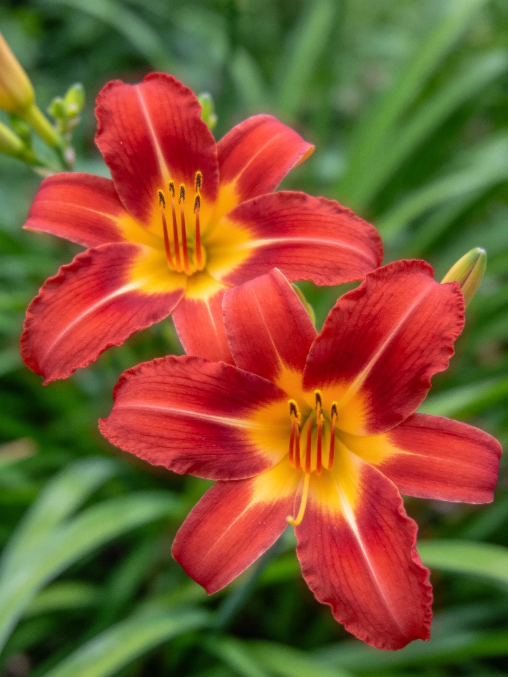 Two vibrant red-yellow daylilies with lush green foliage