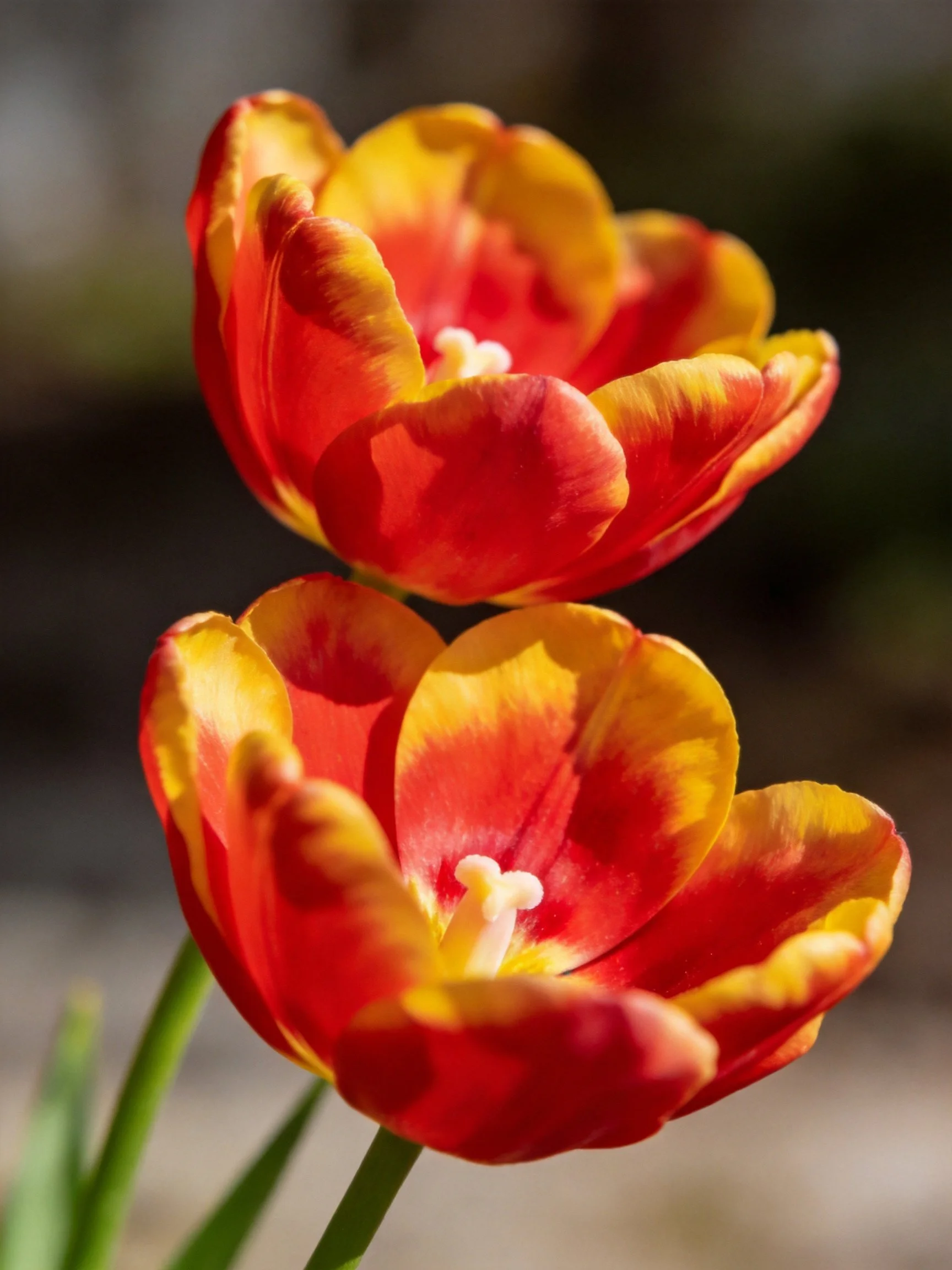 Two vibrant tulips with red and golden petals bloom closely together