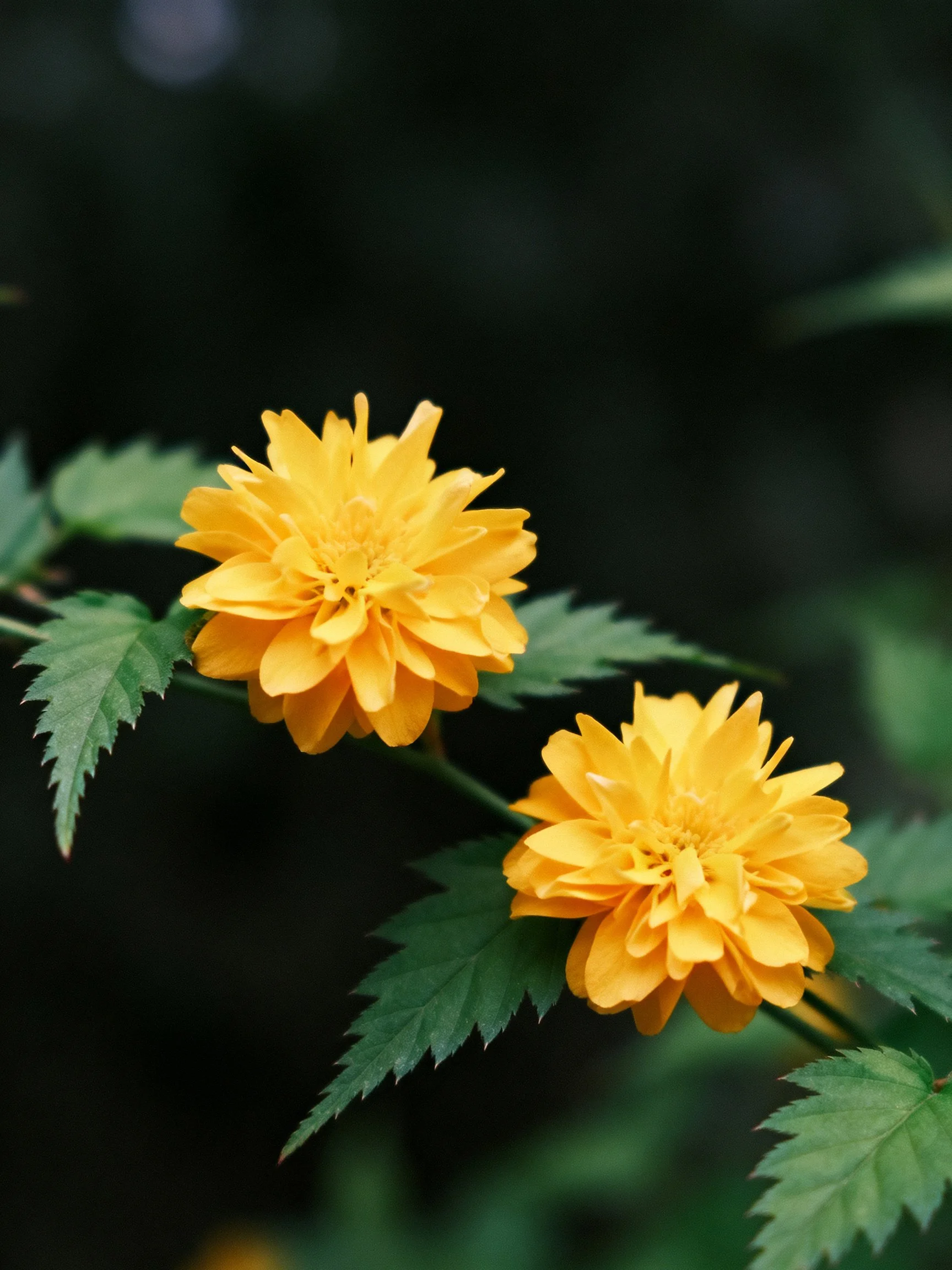 Two vibrant yellow flowers bloom amid green foliage