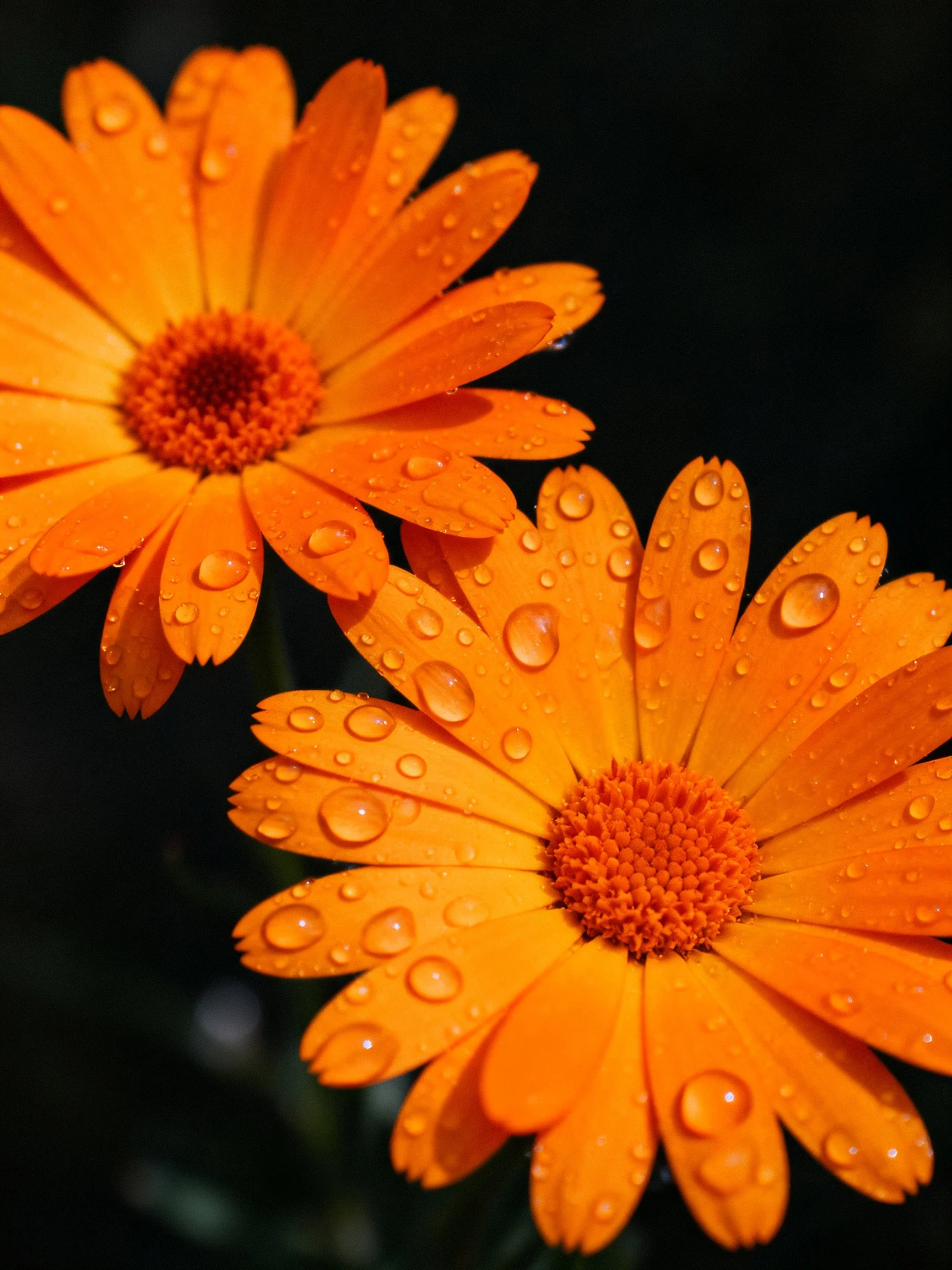 Two vivid orange flowers adorned with water droplets