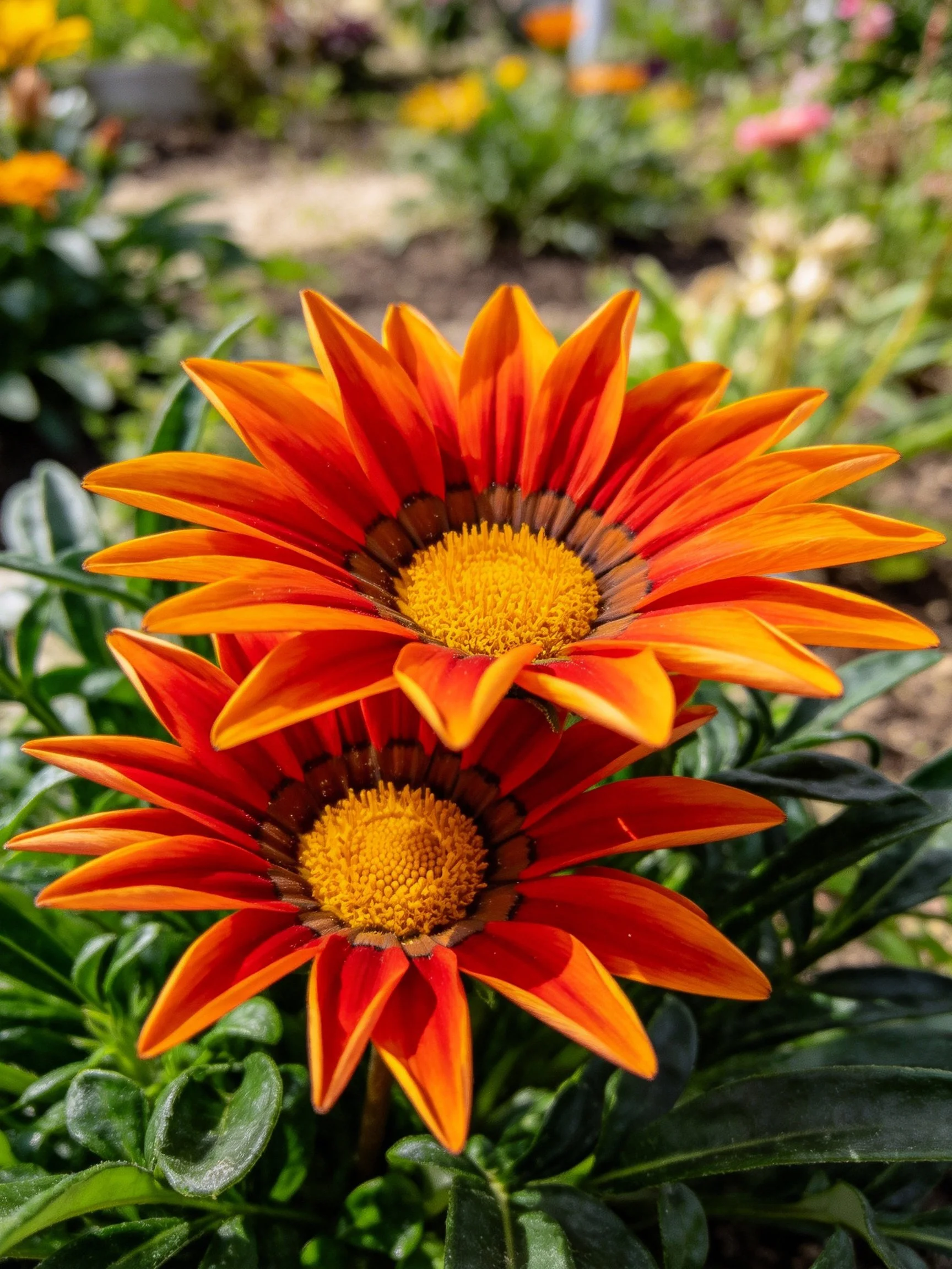 Two vivid orange-red gazania flowers with yellow centers amidst greenery