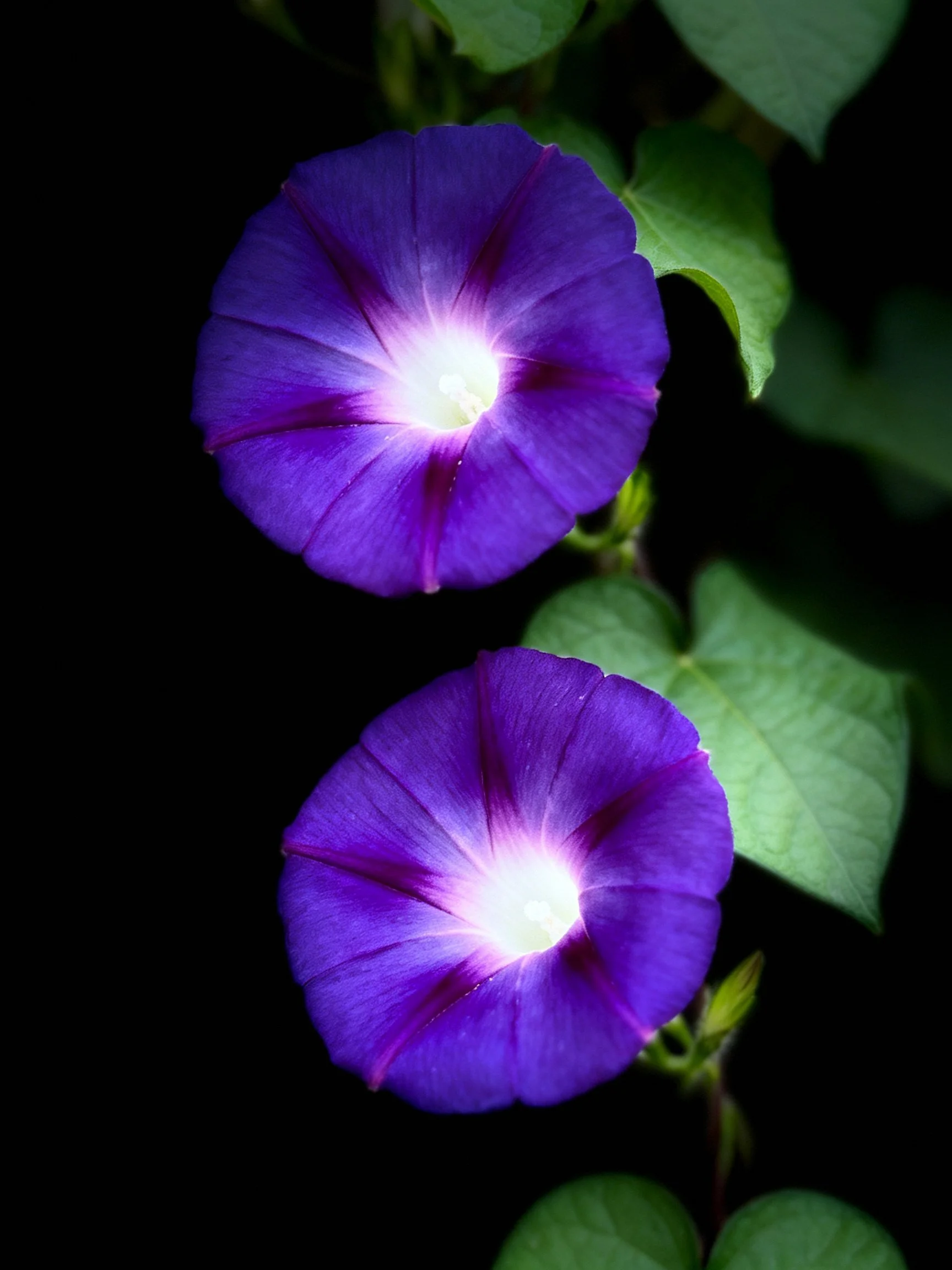 Two vivid purple morning glory blooms with green foliage