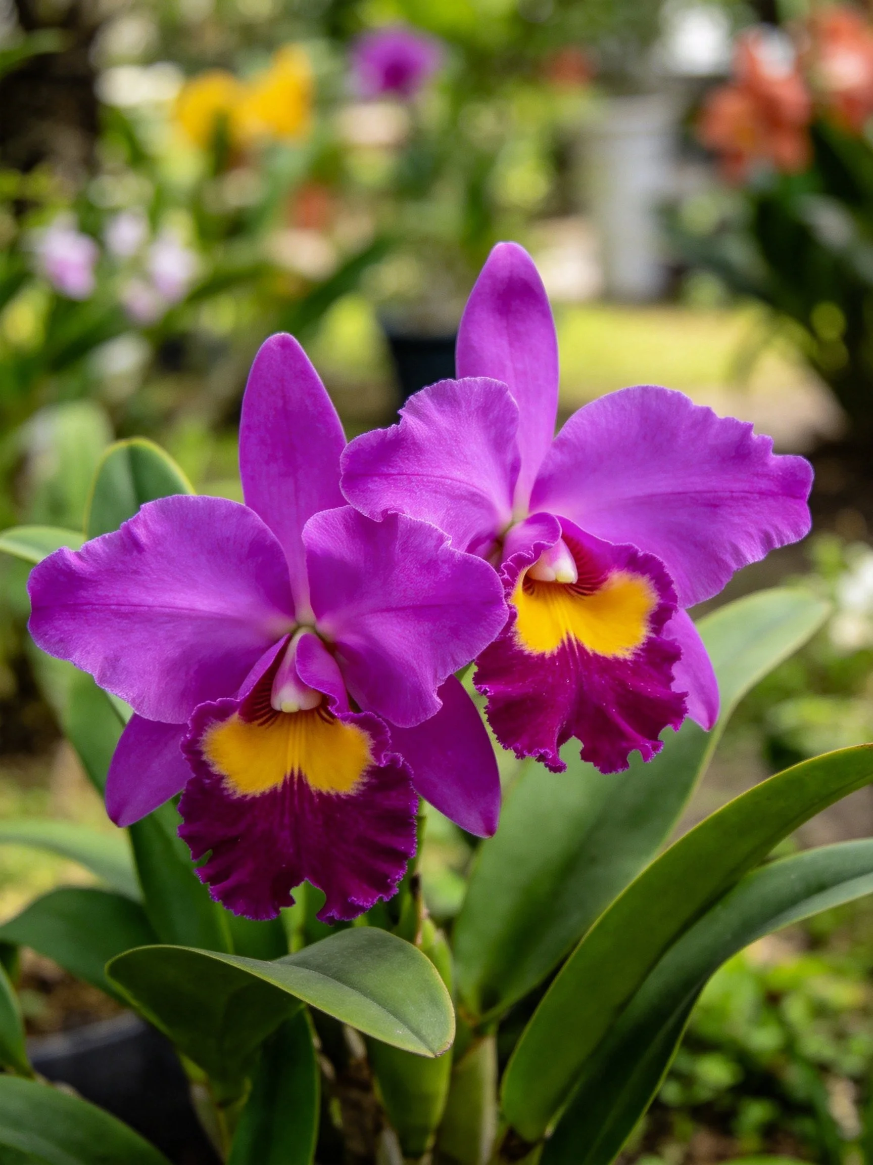 Two vivid purple orchids with yellow centers amid green foliage
