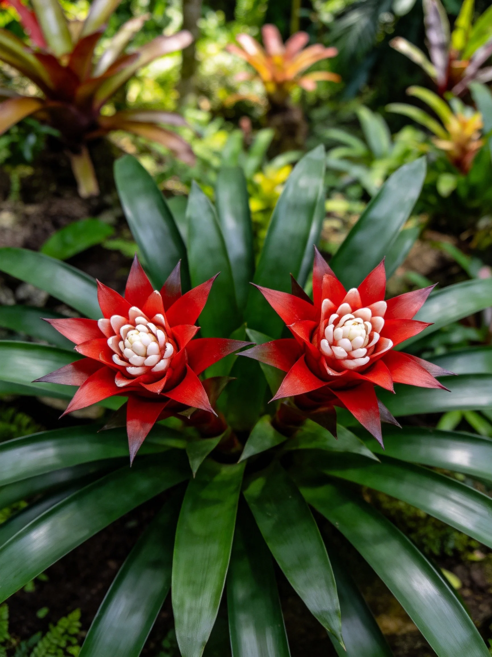 Two vivid red bromeliad blossoms amid glossy green foliage