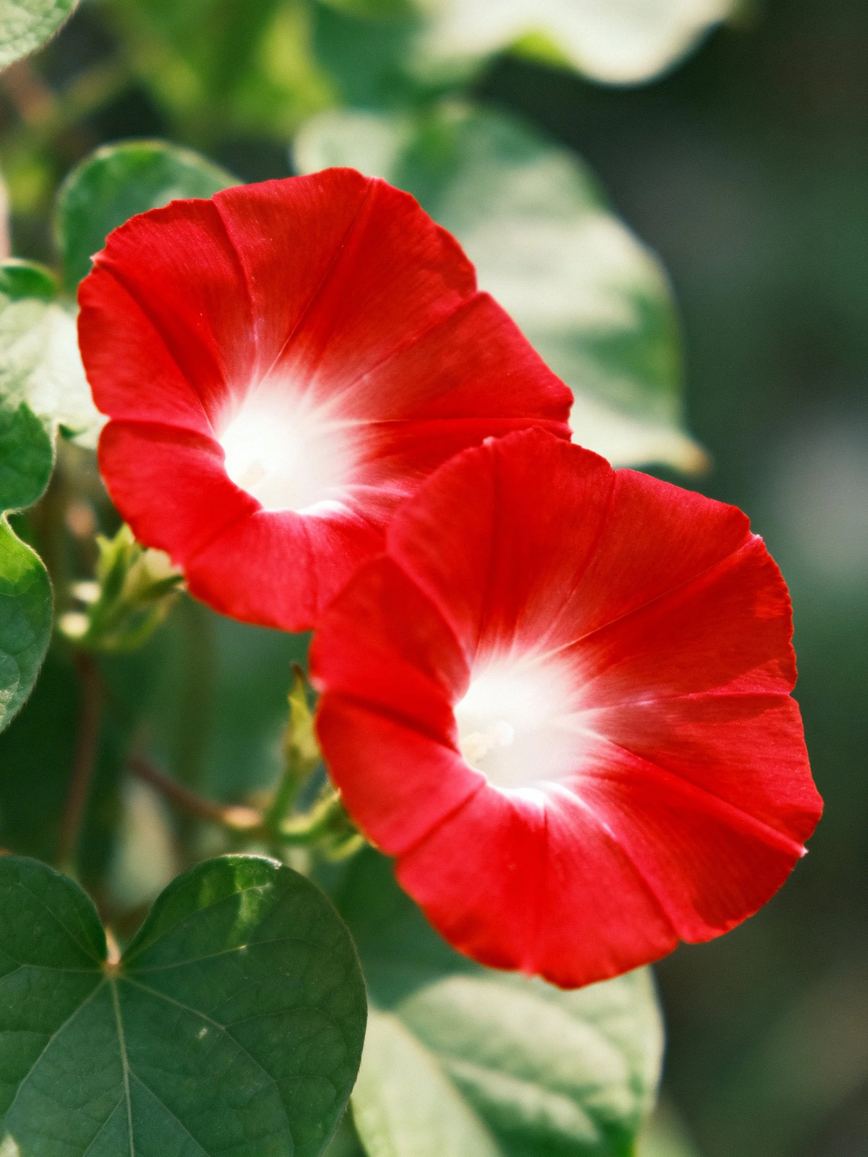 Two vivid red morning glory flowers with white centers among green foliage