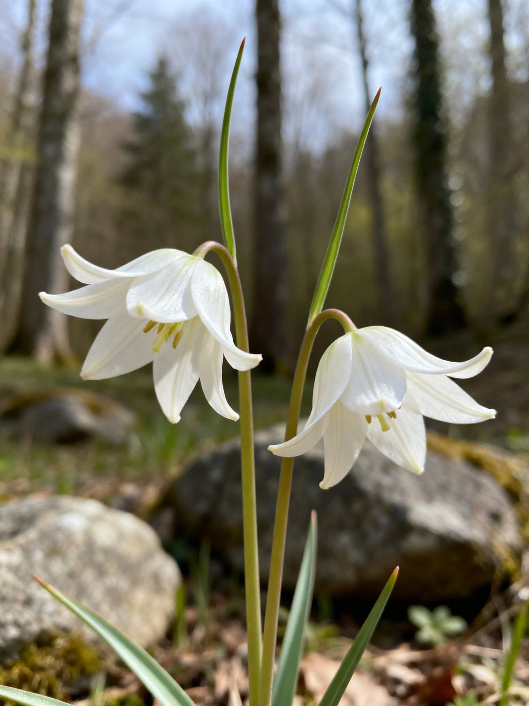Two white bell - shaped flowers near forest rocks