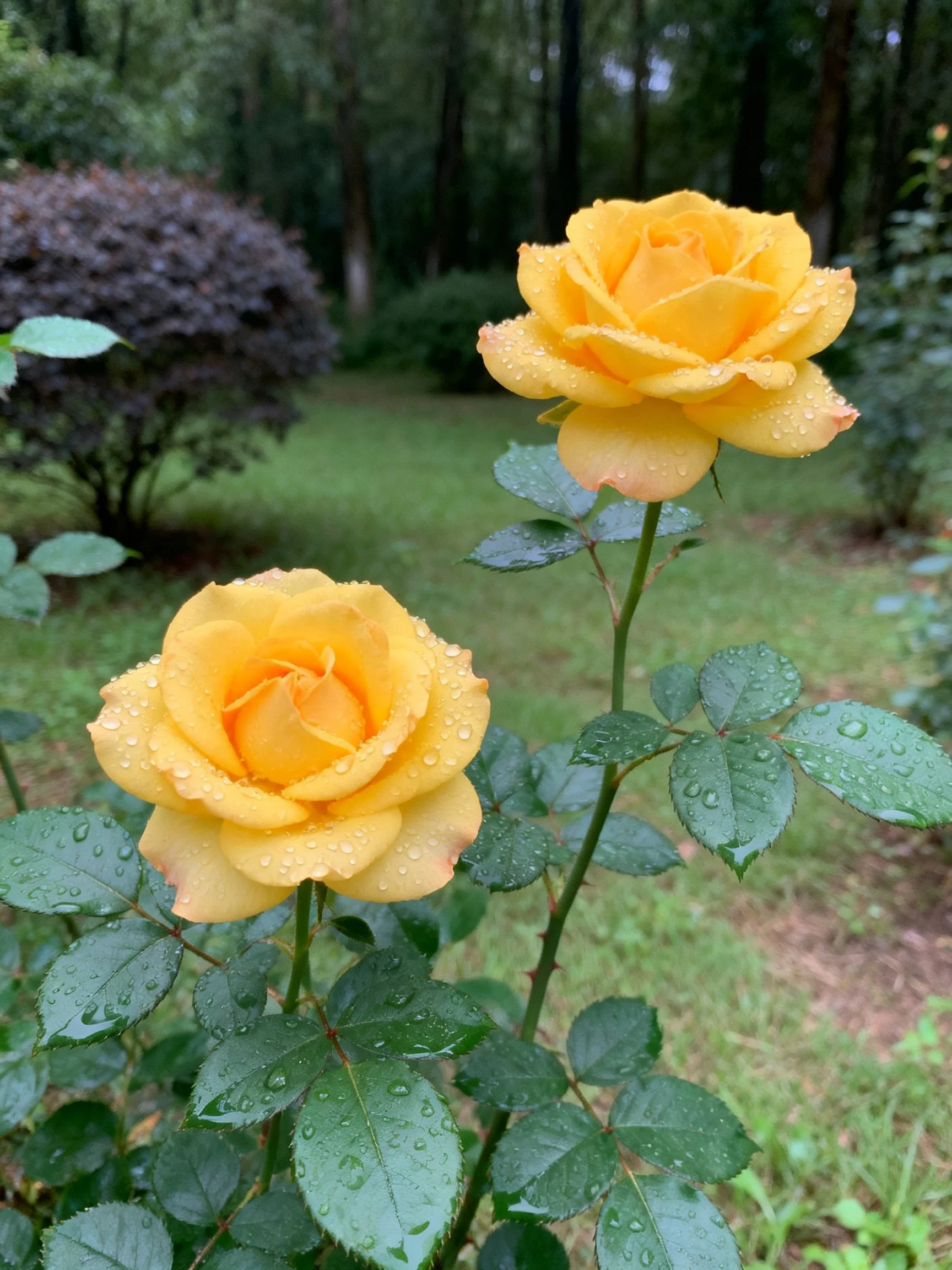 Two yellow roses with dewdrops in a lush garden