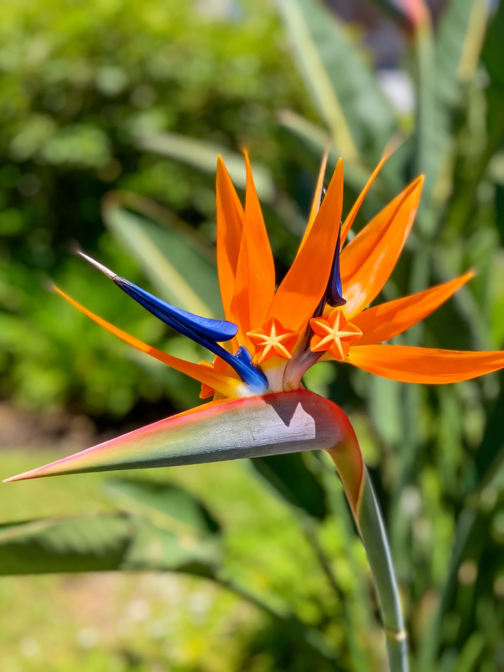 Vibrant Bird of Paradise Flower with Orange Petals and Blue Accents