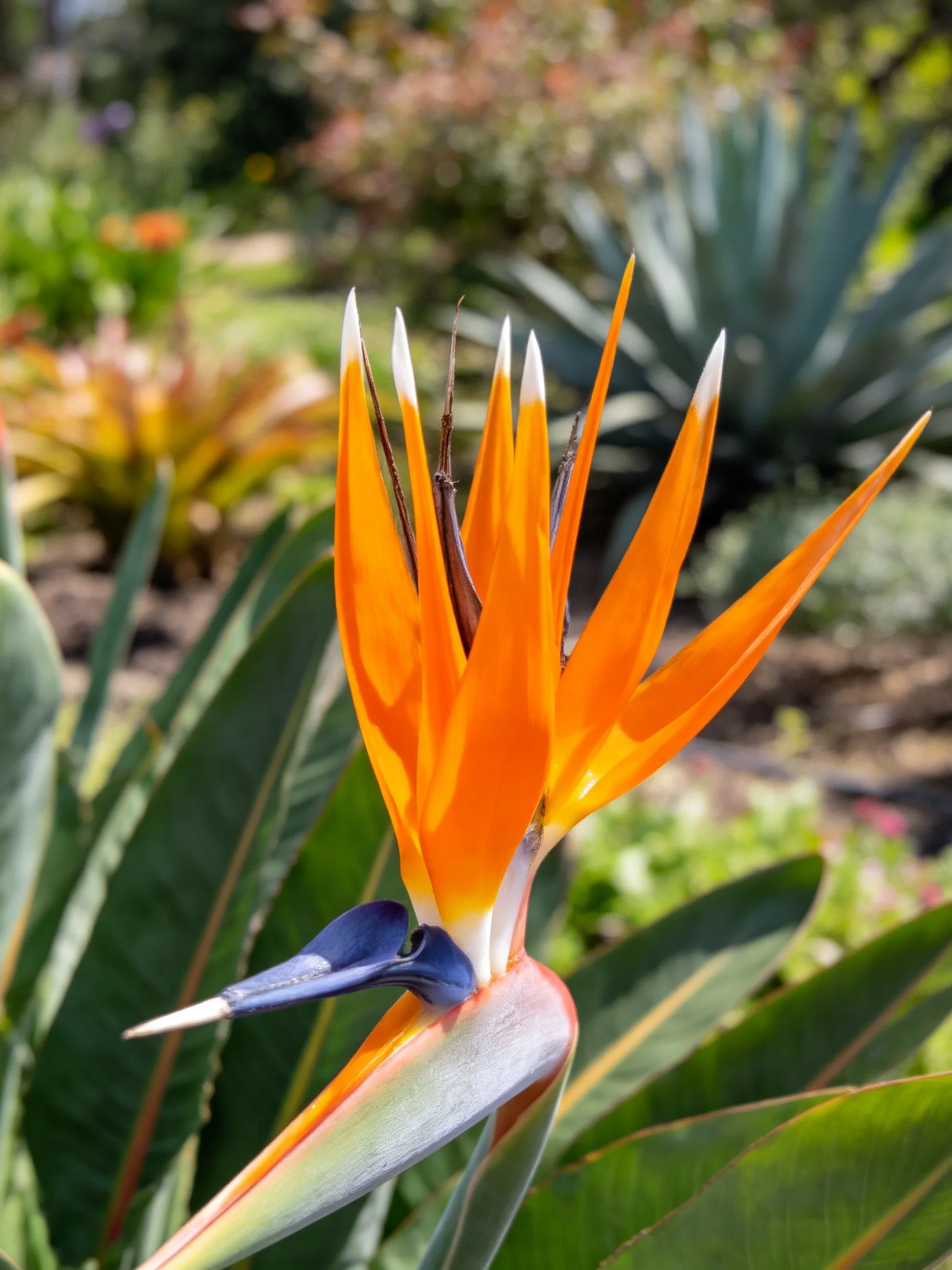 Vibrant Bird of Paradise Flower with Orange Petals and Blue Structure