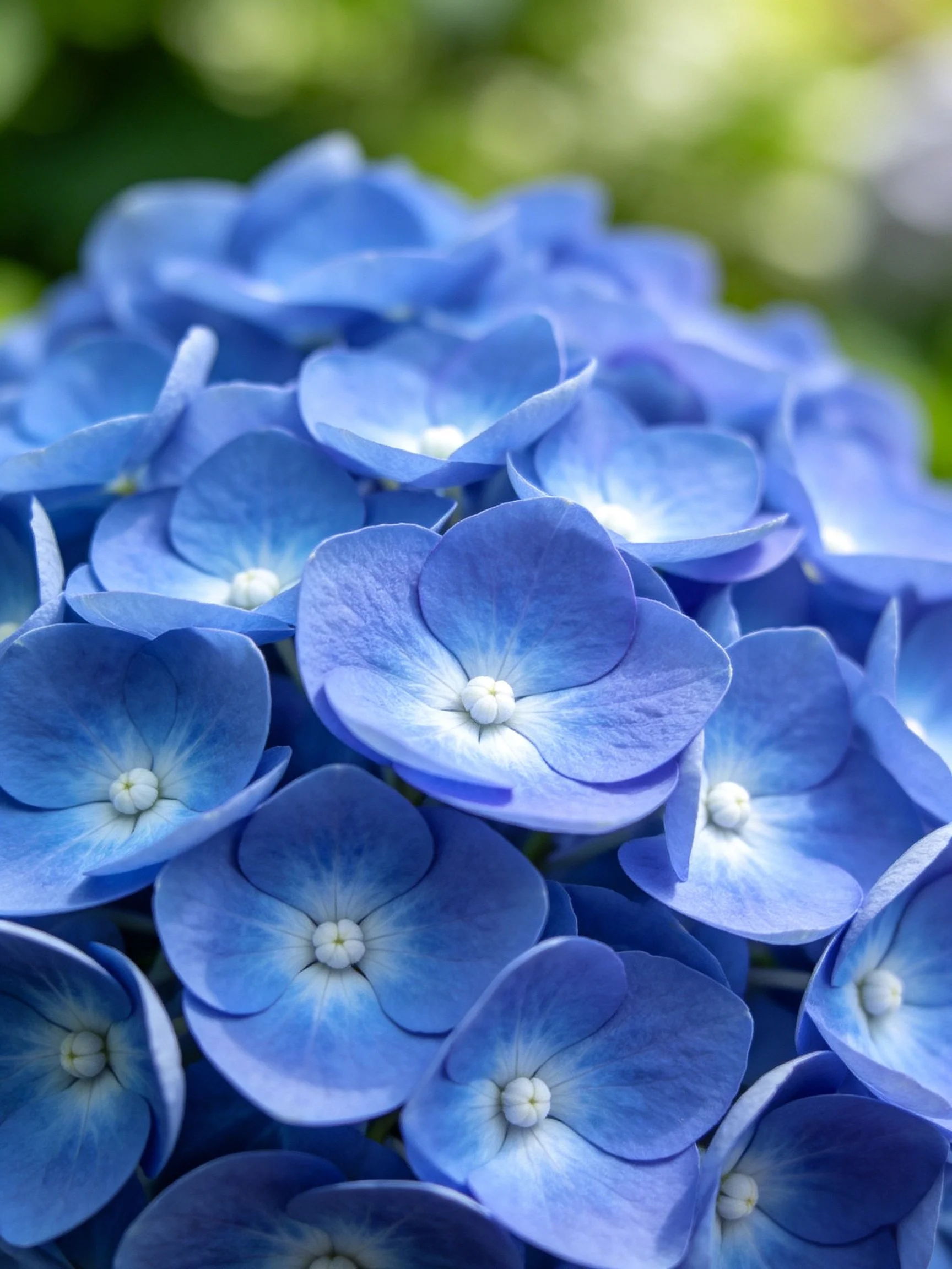 Vibrant Blue Hydrangea Cluster with Soft Lighting