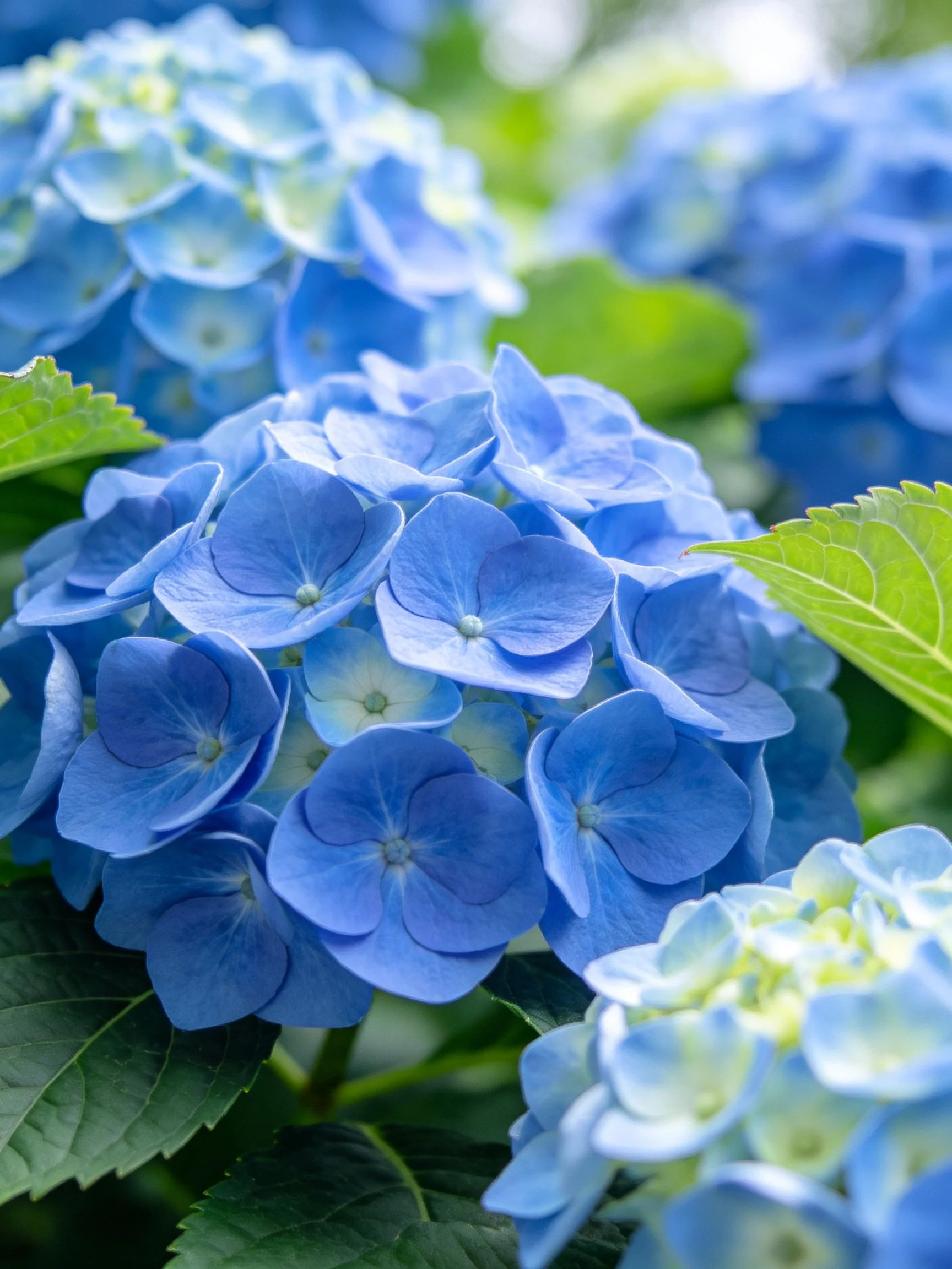 Vibrant Blue Hydrangea Clusters with Lush Green Foliage