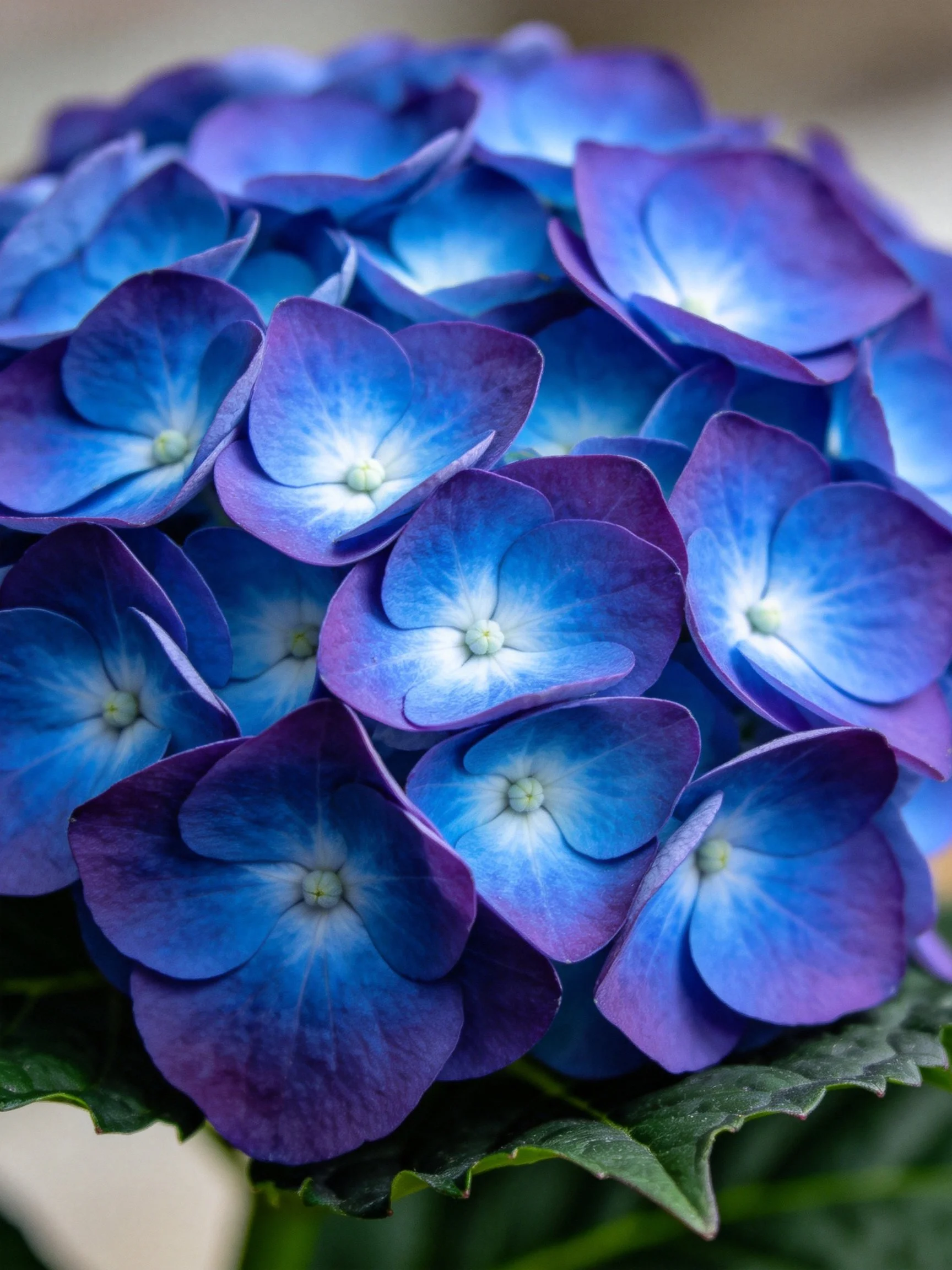 Vibrant Blue-Purple Hydrangea Cluster with Green Foliage