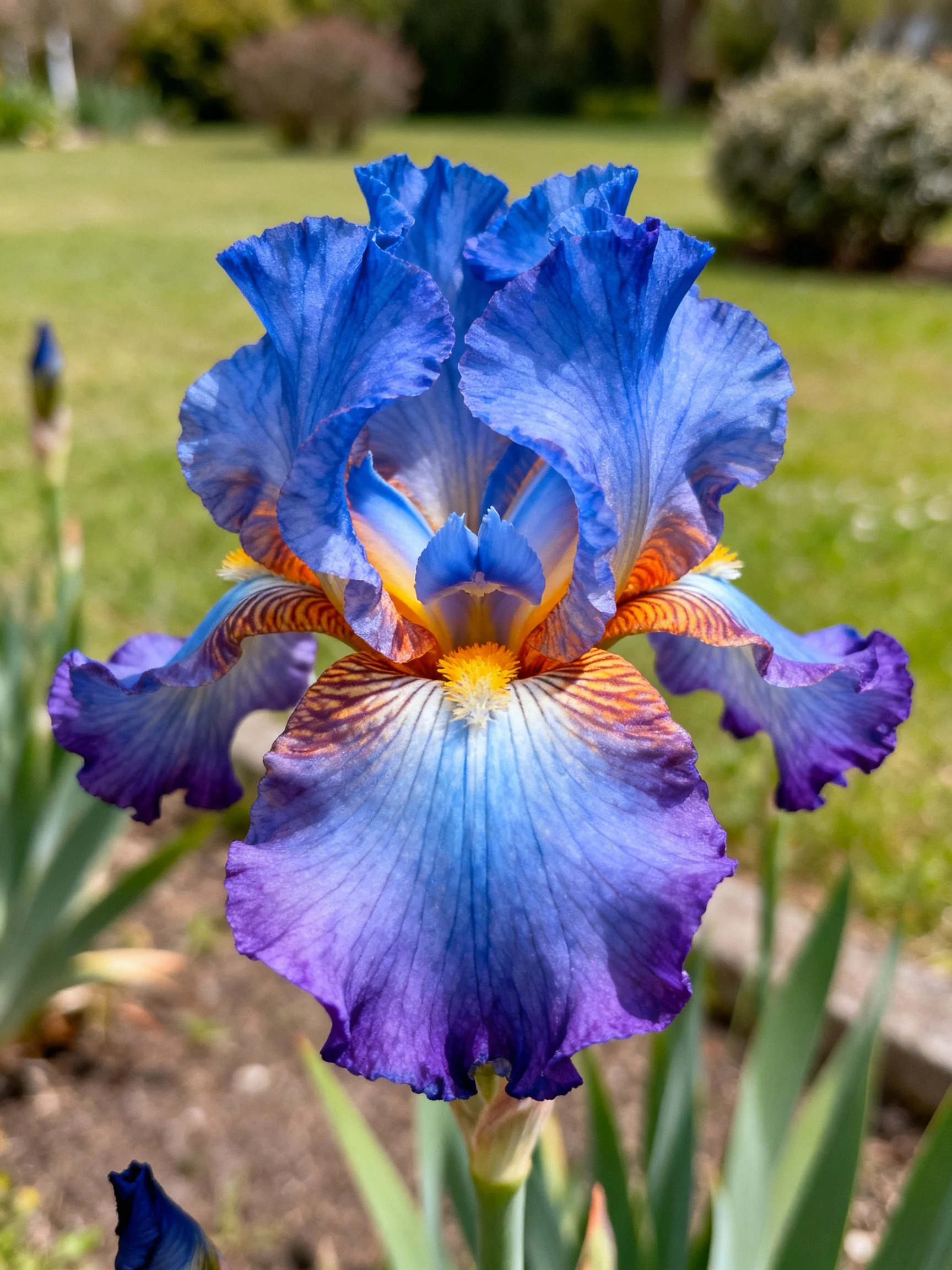 Vibrant Blue-Purple Iris with Orange Accents in Garden