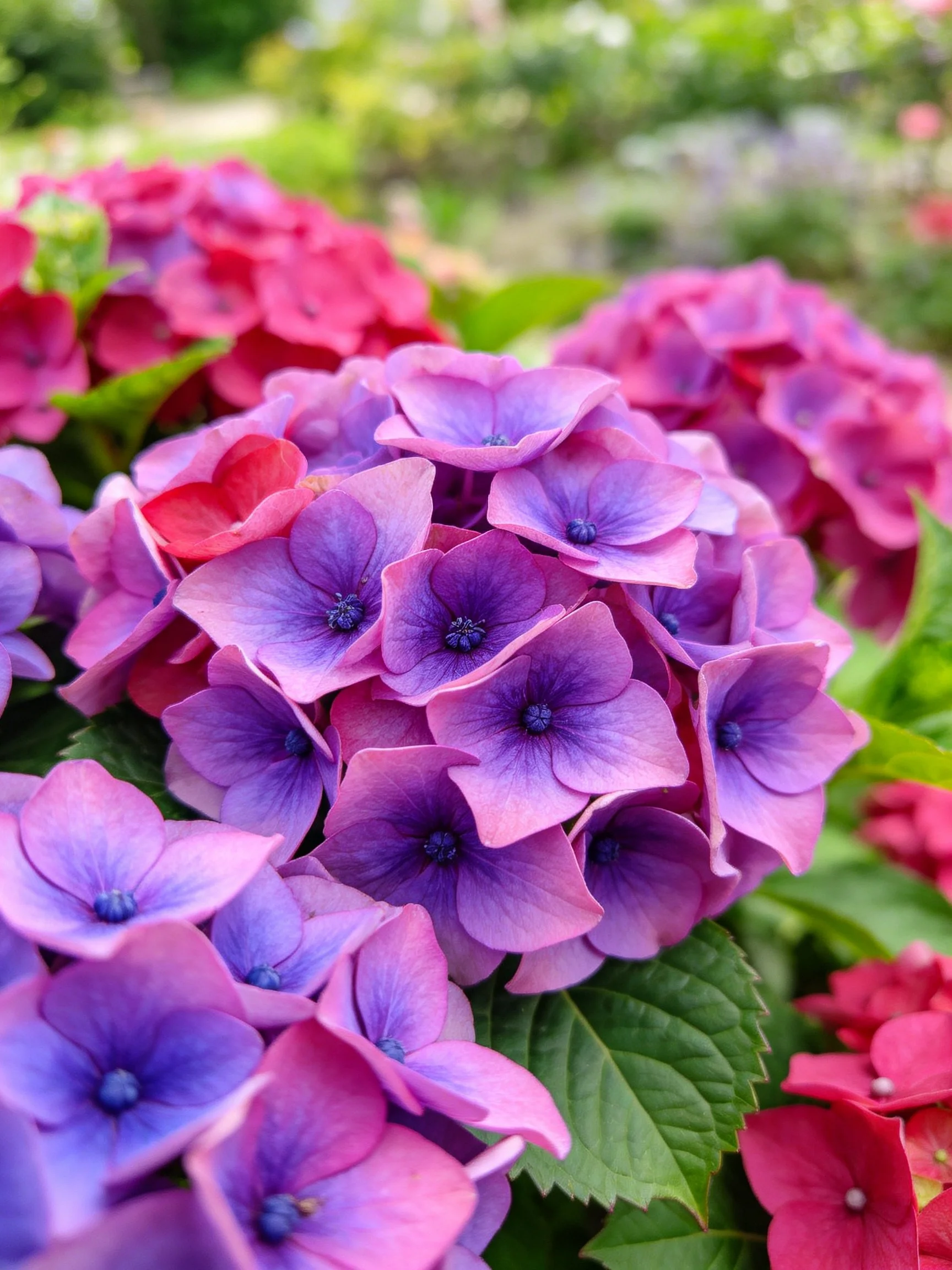 Vibrant Hydrangea Cluster with Purple, Pink, and Red Blooms