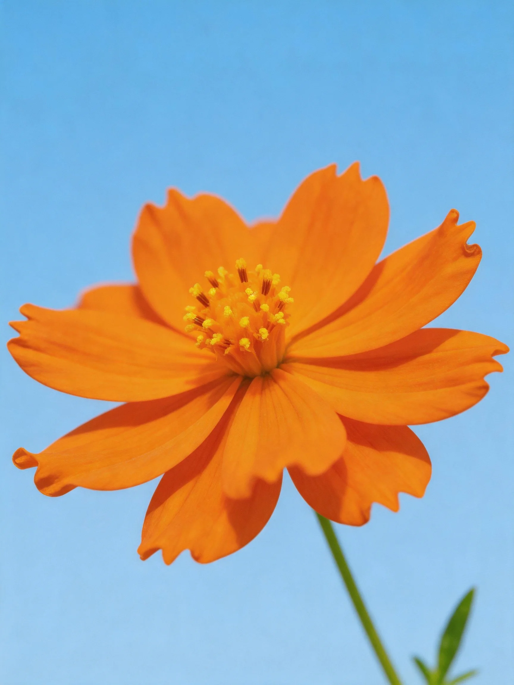 Vibrant Orange Flower Against Clear Blue Sky