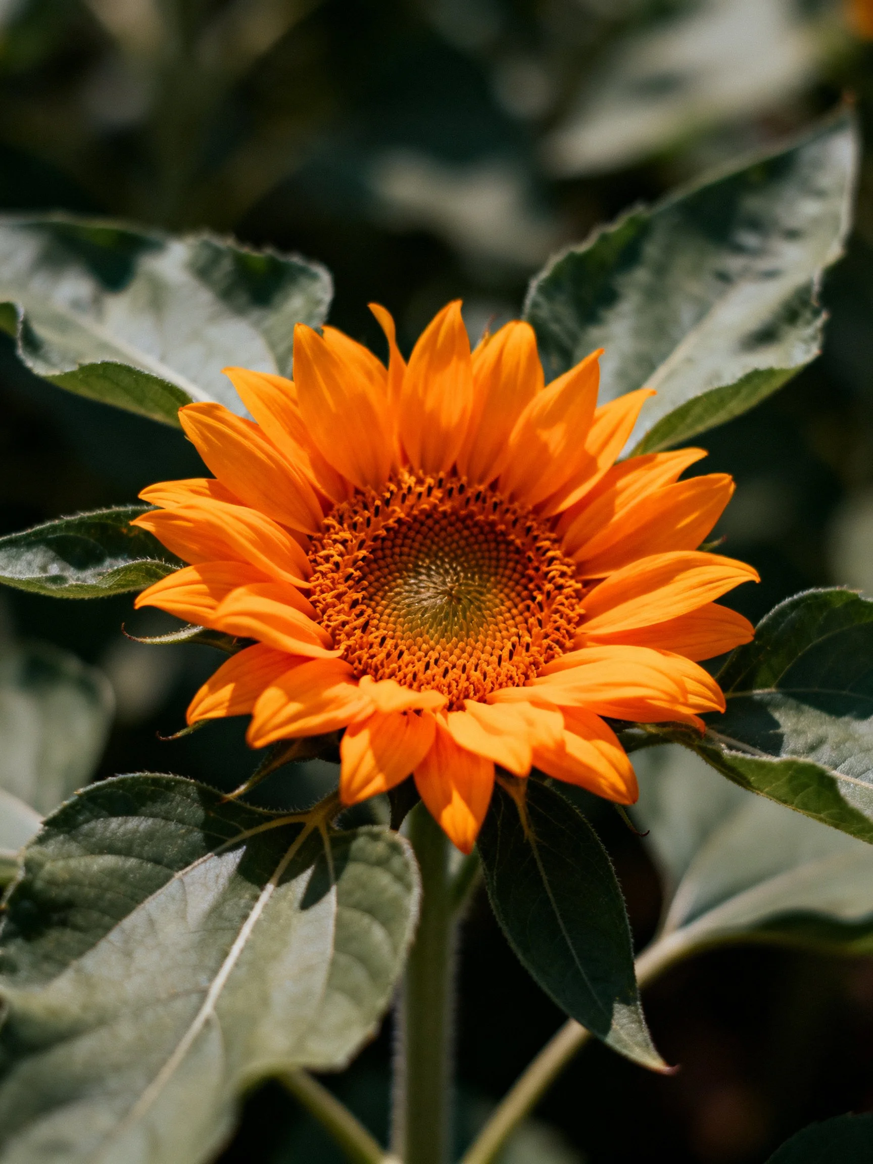 Vibrant Orange Sunflower with Large Green Leaves