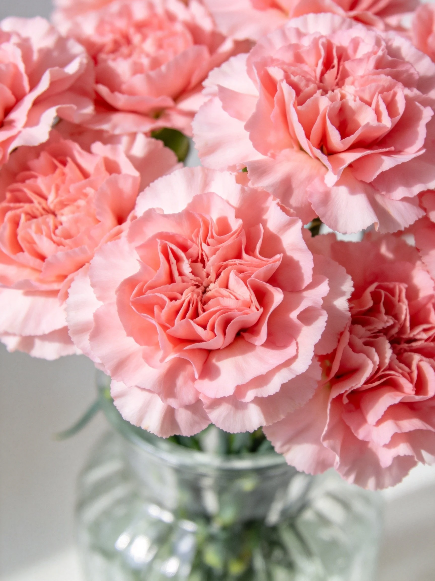 Vibrant Pink Carnations in a Transparent Glass Vase