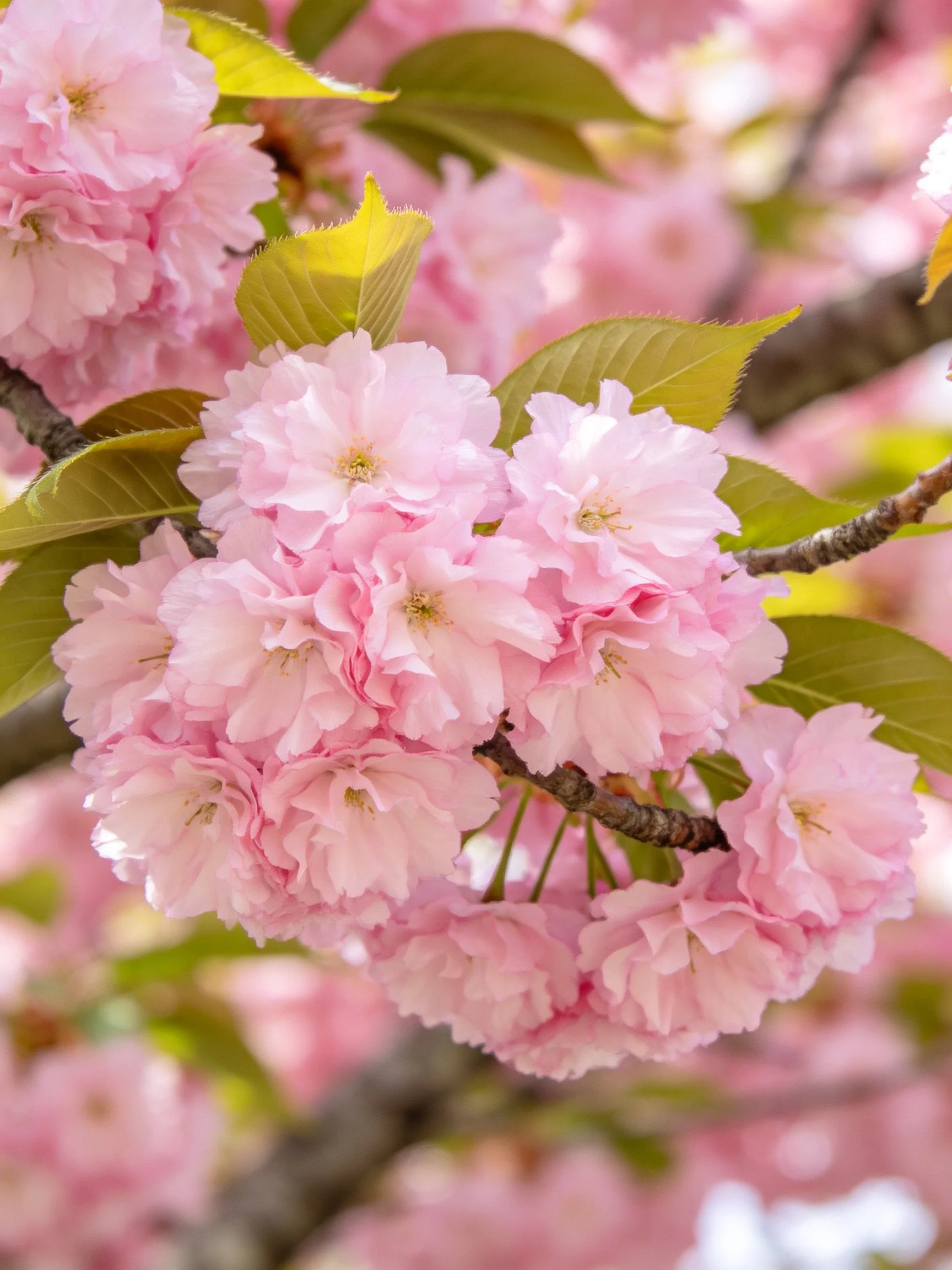 Vibrant Pink Cherry Blossom Clusters with Green Leaves on Tree Branches