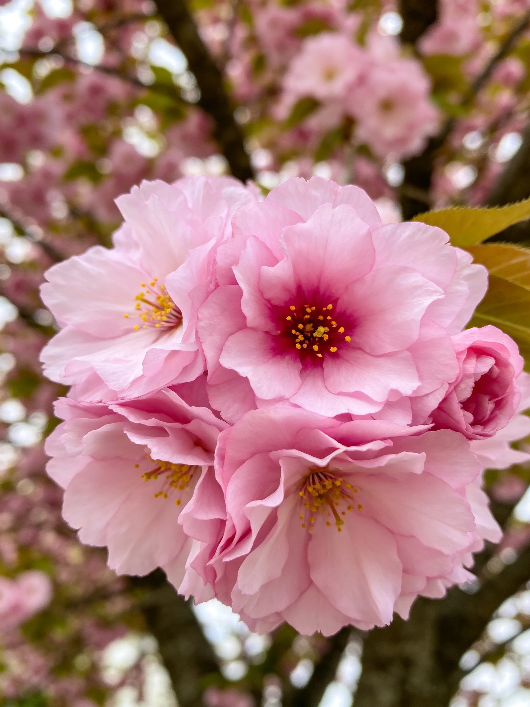 Vibrant Pink Cherry Blossoms Clustering on Branch