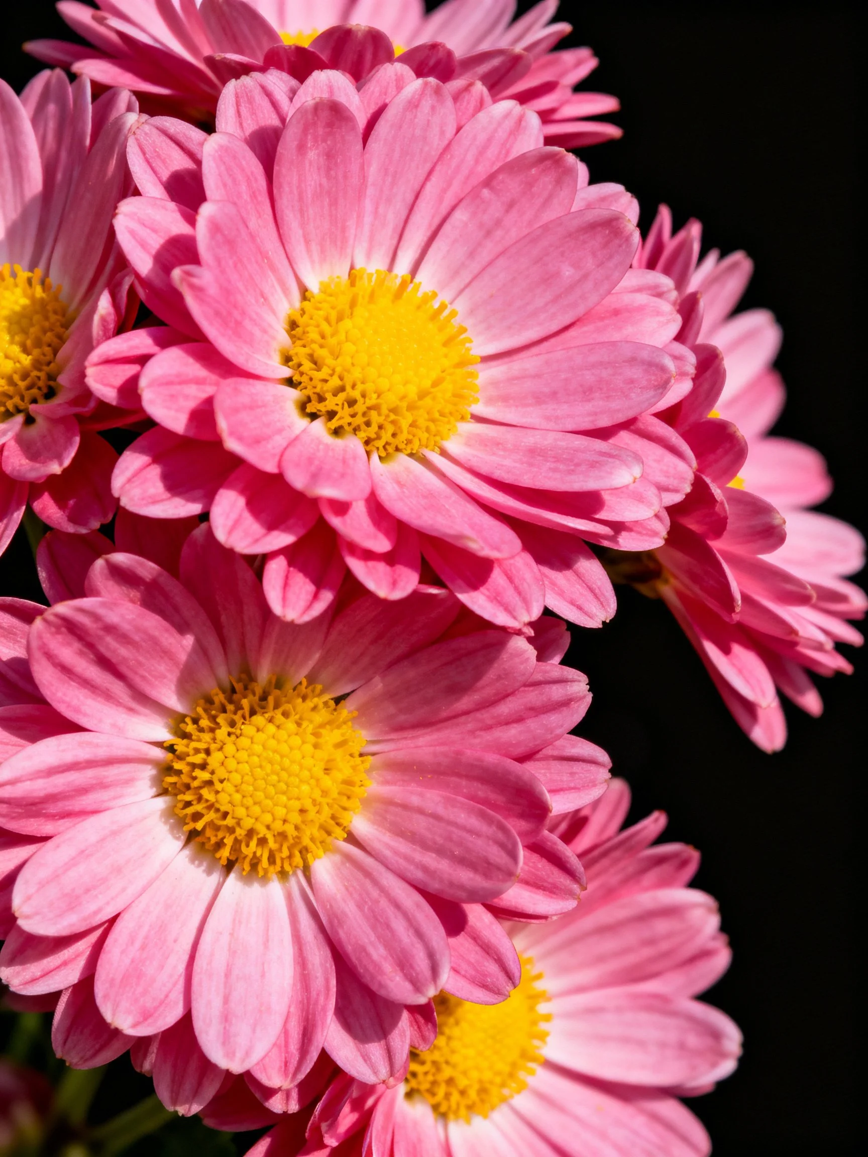 Vibrant Pink Chrysanthemums with Bright Yellow Centers