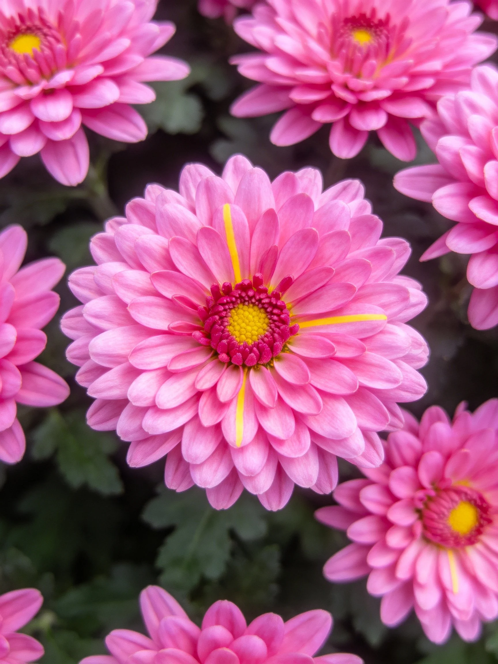 Vibrant Pink Chrysanthemums with Yellow Accents