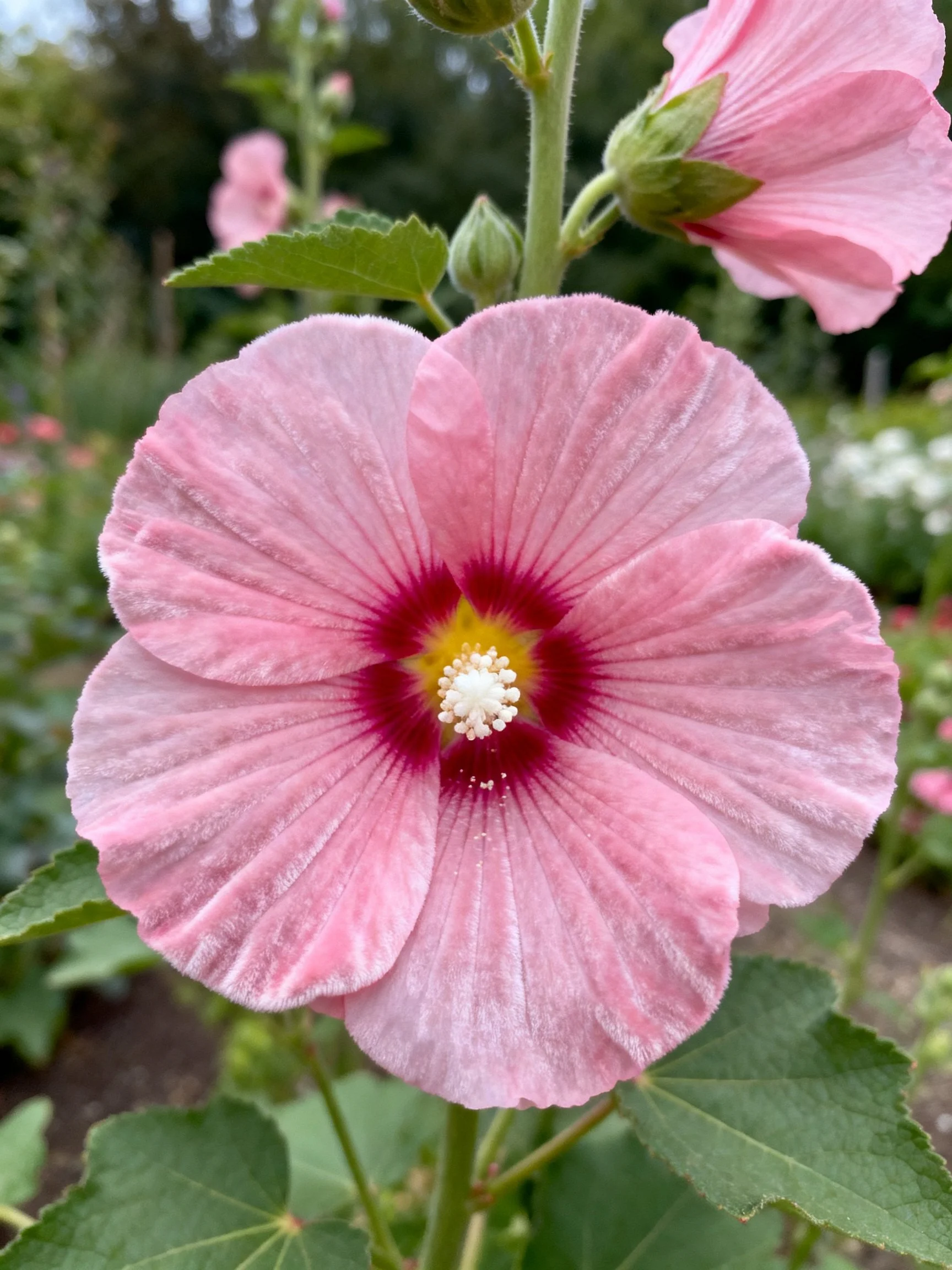 Vibrant Pink Hollyhock Bloom with Dark Red Center