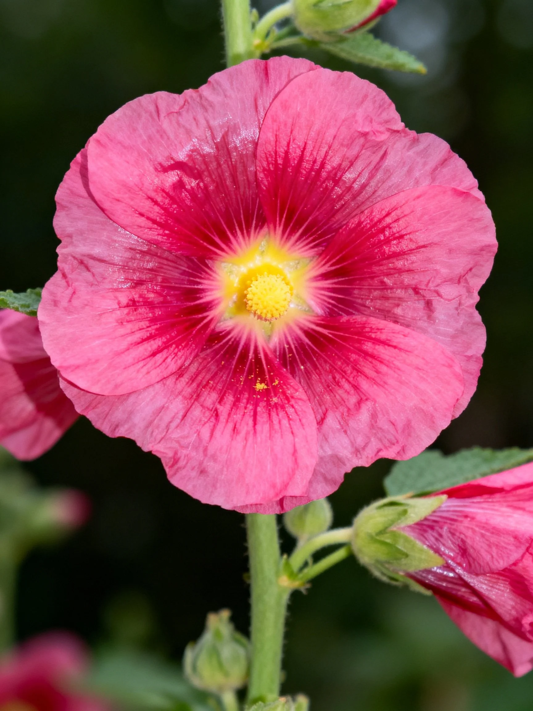 Vibrant Pink Hollyhock Flower with Yellow Center