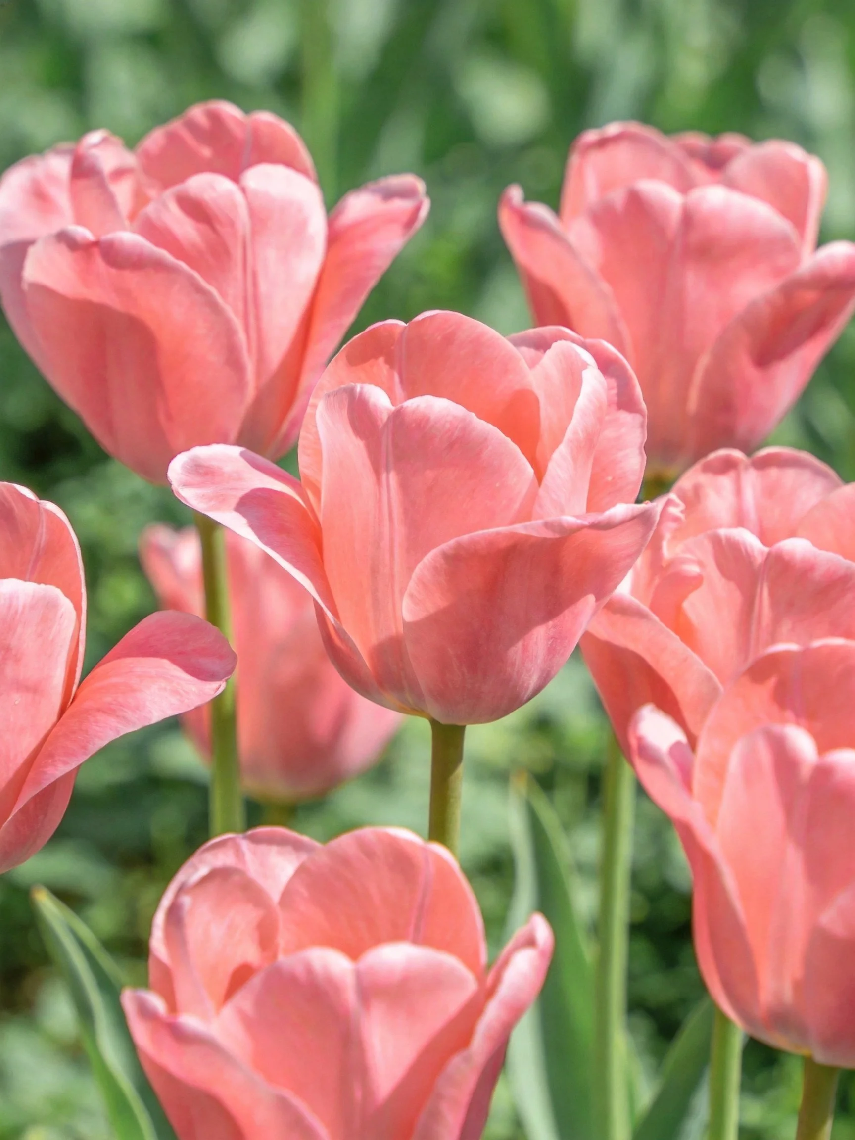Vibrant Pink Tulips Blooming Amid Green Foliage