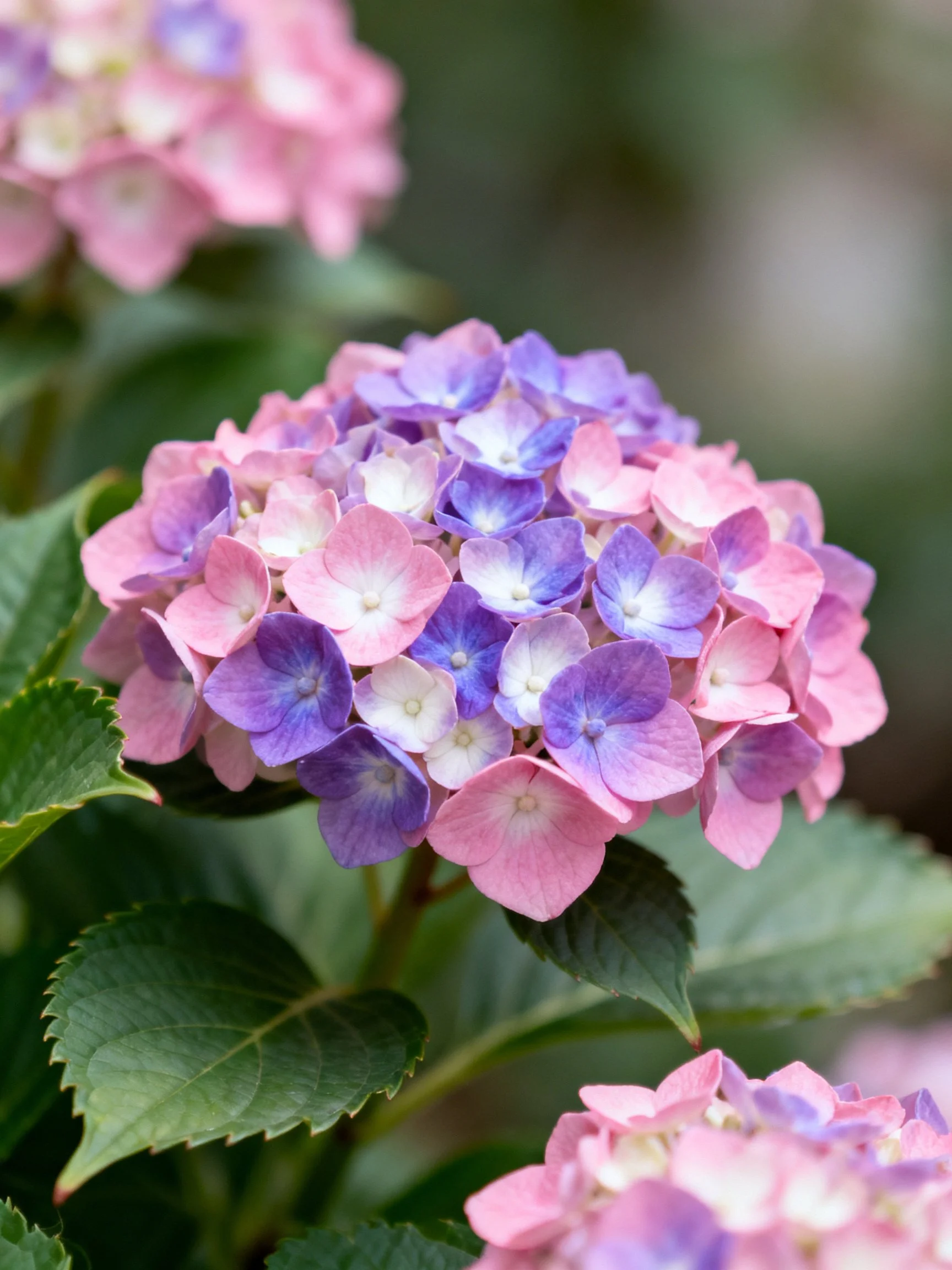 Vibrant Pink and Purple Hydrangea Blooms with Green Foliage