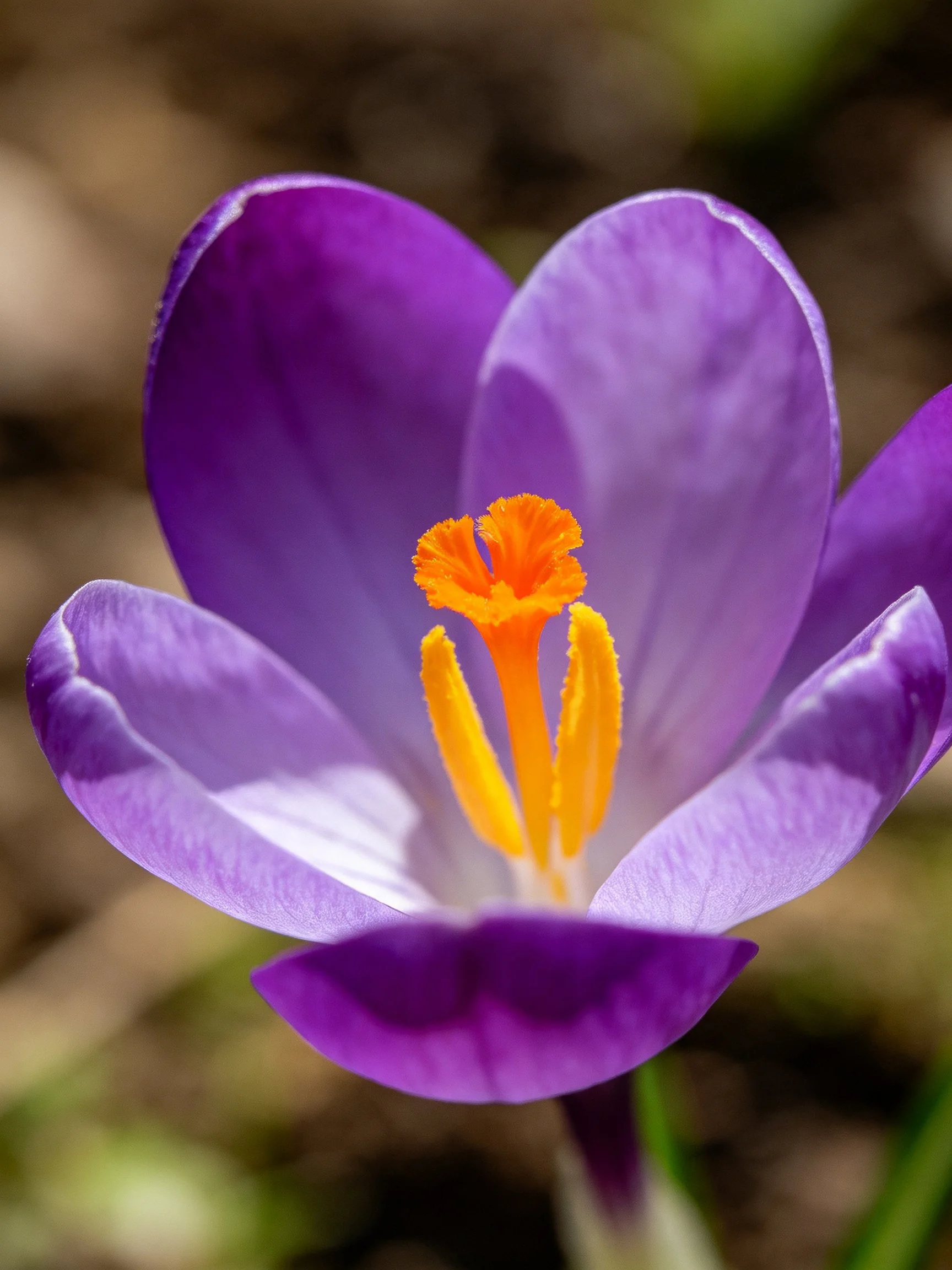 Vibrant Purple Crocus with Orange Stamen Close-Up