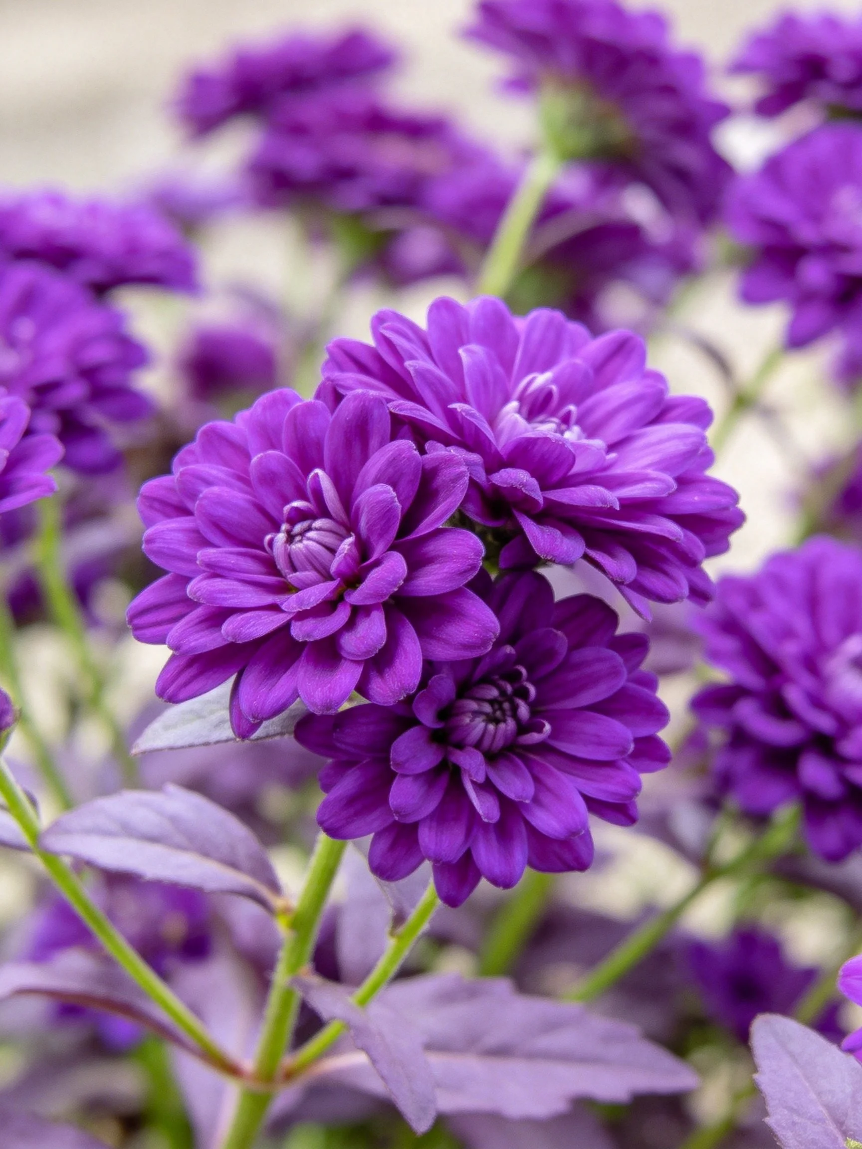 Vibrant Purple Flower Clusters with Dense Petals and Green Stems
