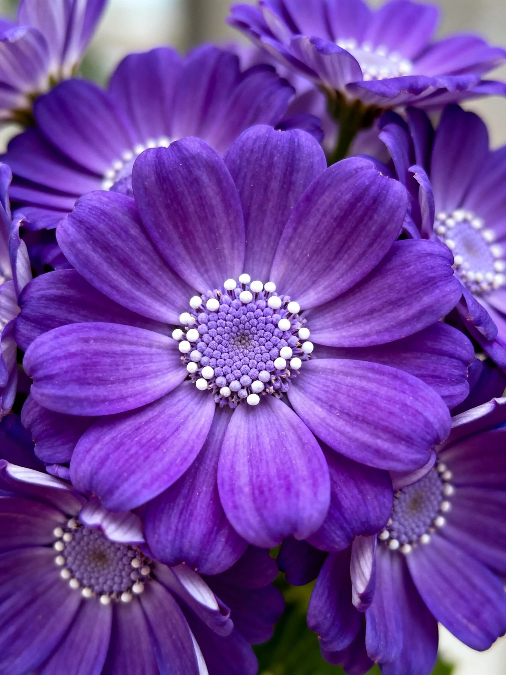 Vibrant Purple Flower Clusters with White Center Details