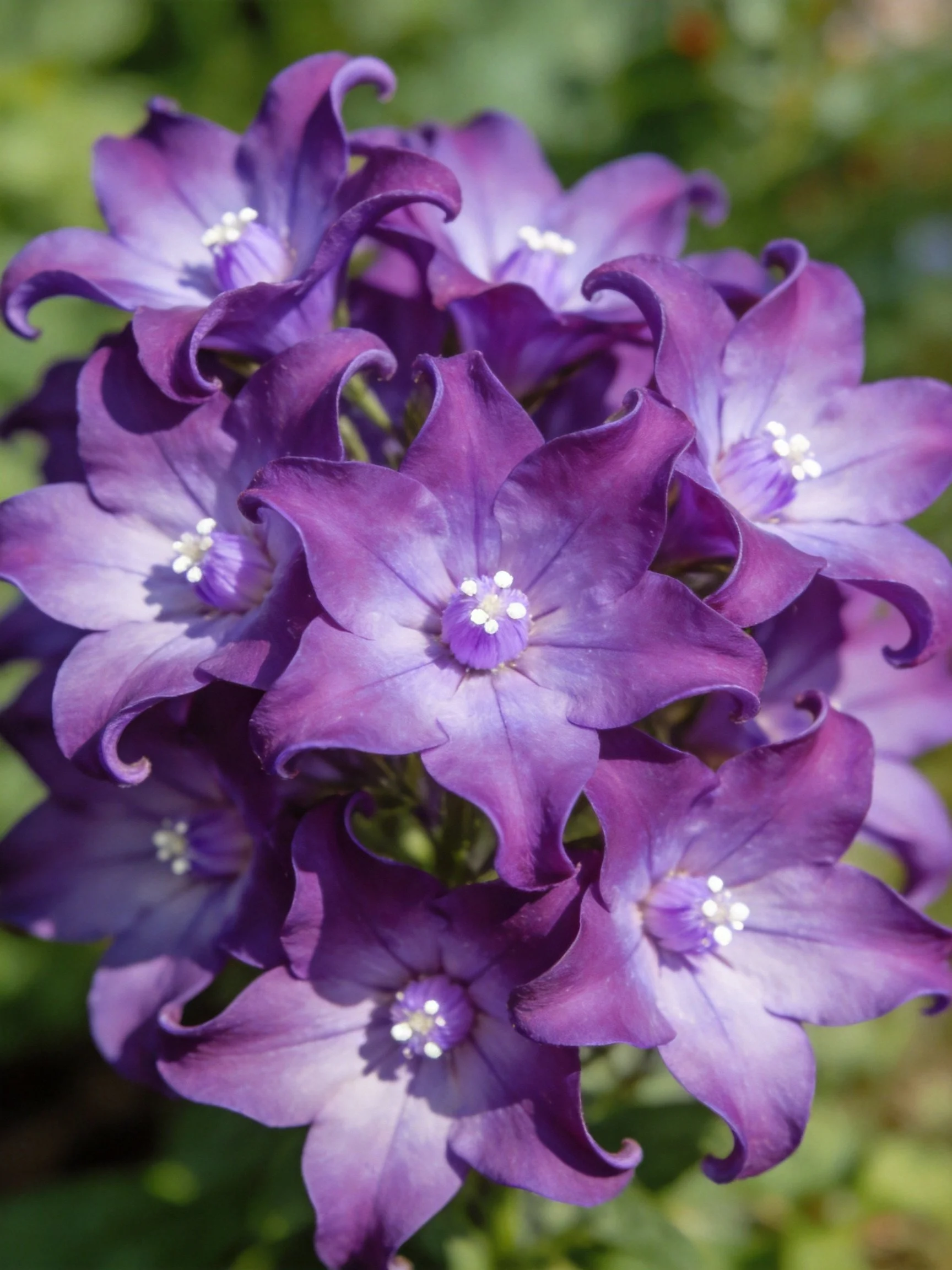 Vibrant Purple Flowers with Curved Petals and White Centers