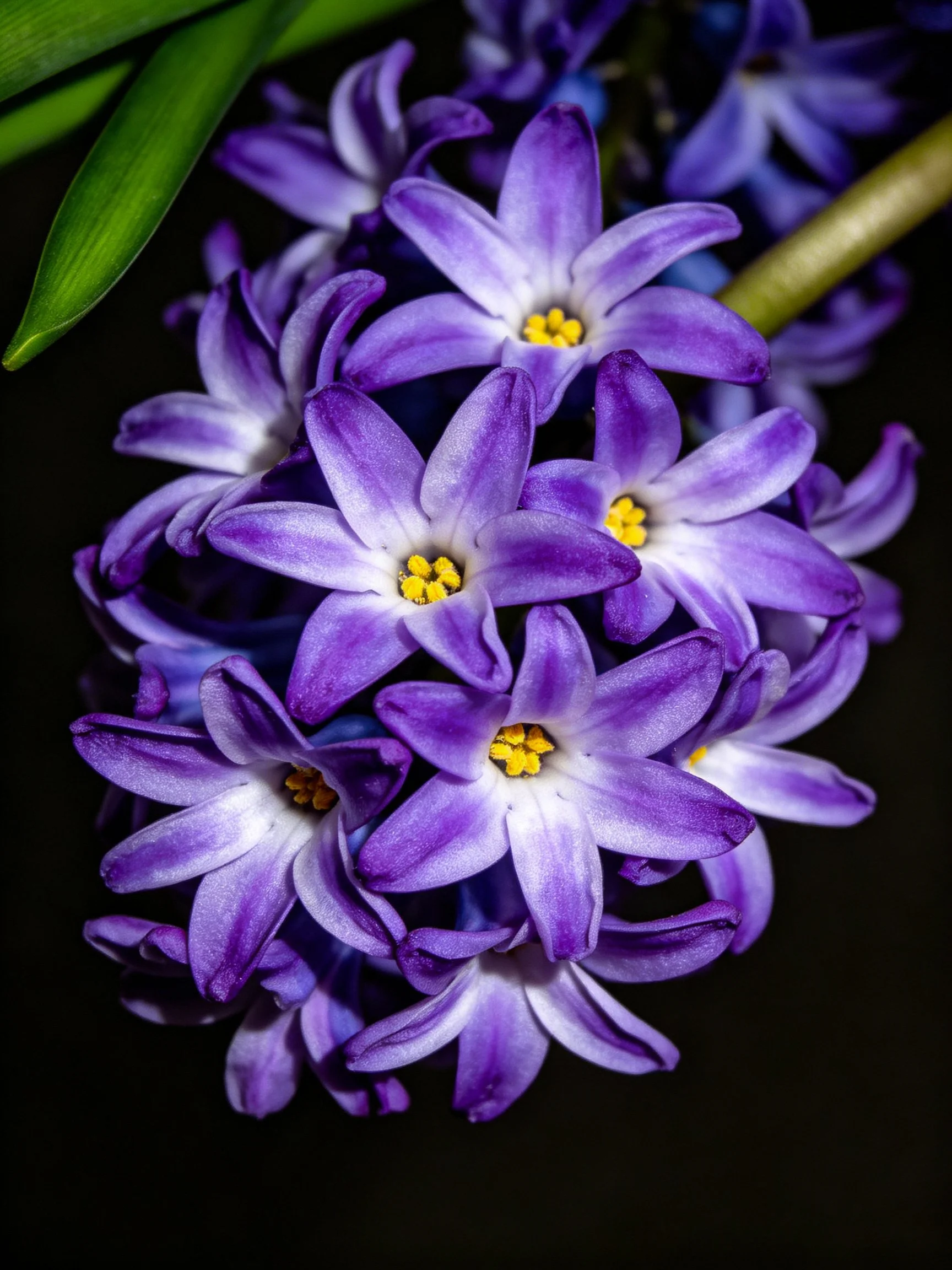 Vibrant Purple Hyacinths Clustered with Yellow Centers