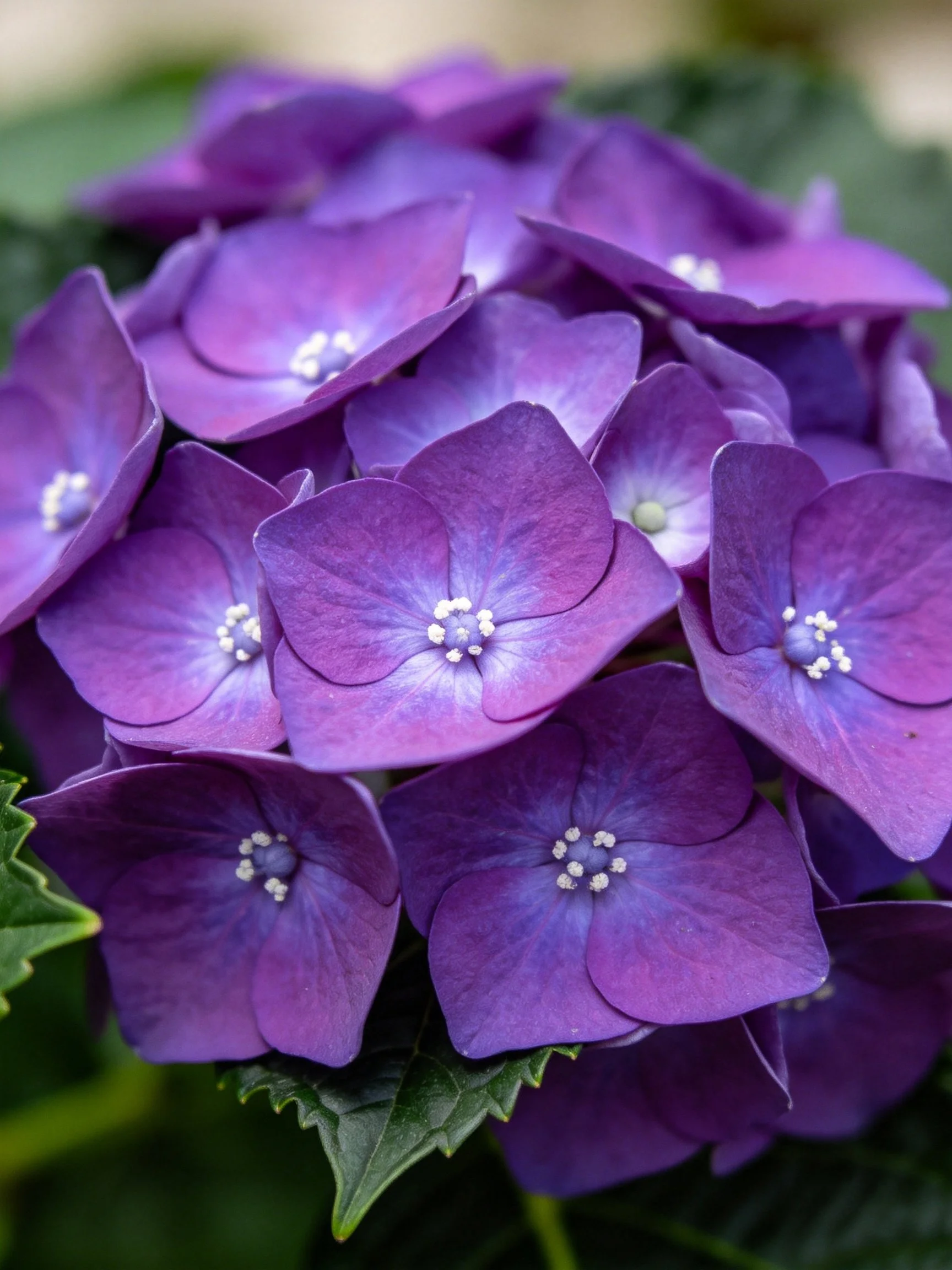 Vibrant Purple Hydrangea Cluster with Dark Green Leaves