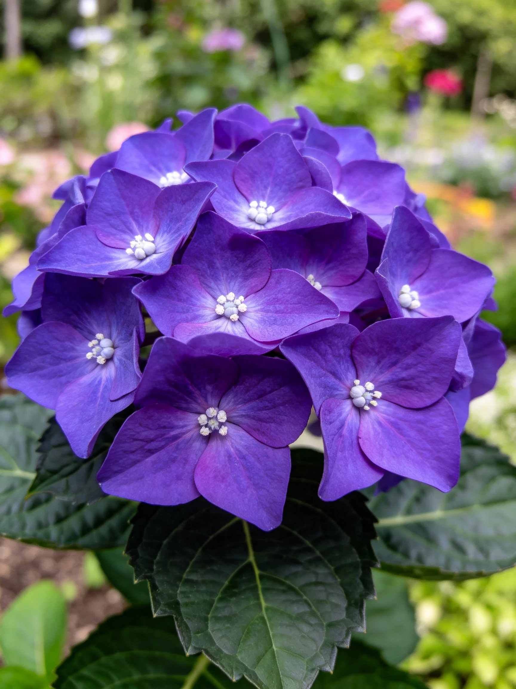 Vibrant Purple Hydrangeas in a Garden Setting