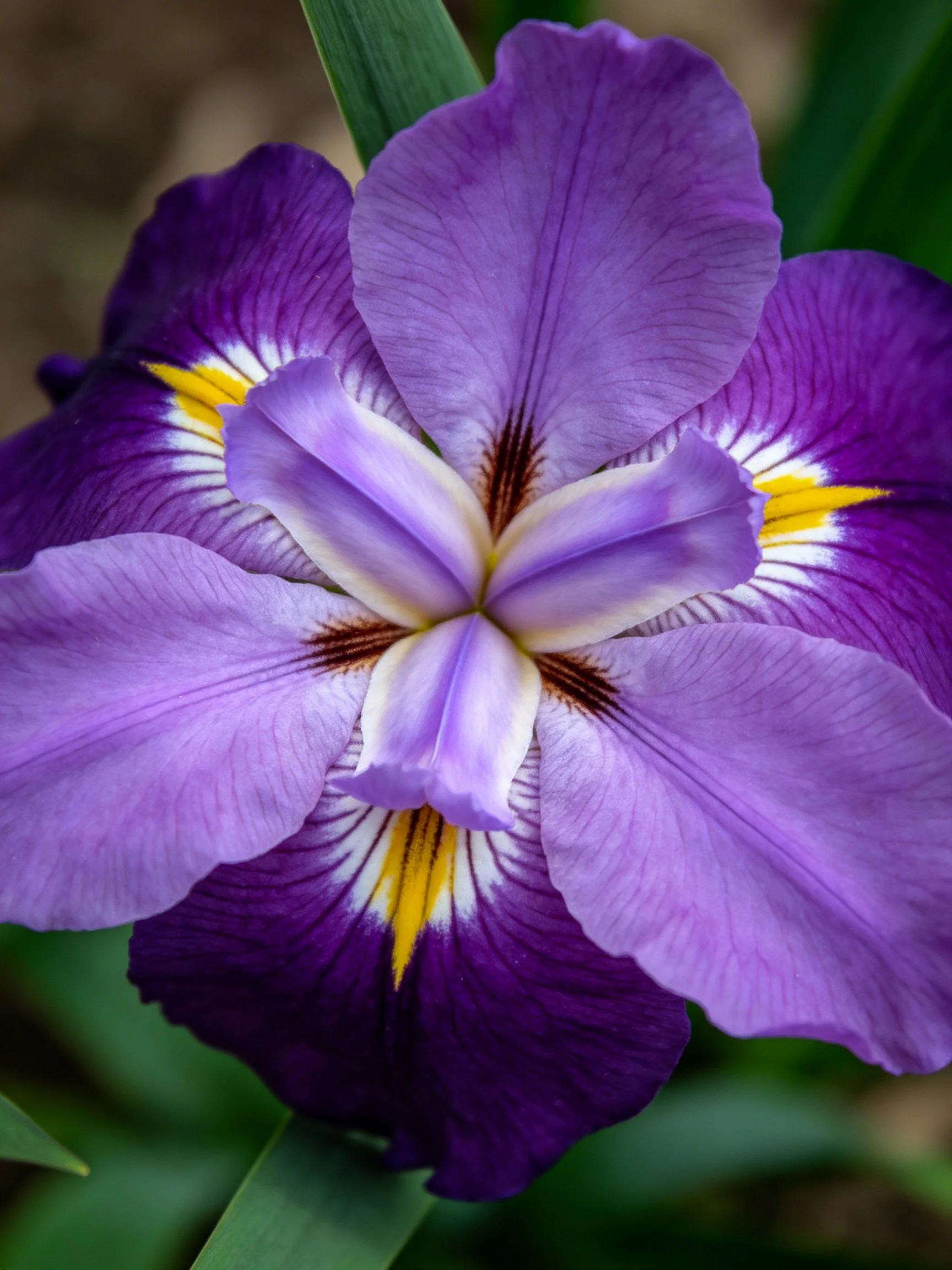 A vibrant purple iris with yellow markings is centered amid green foliage.