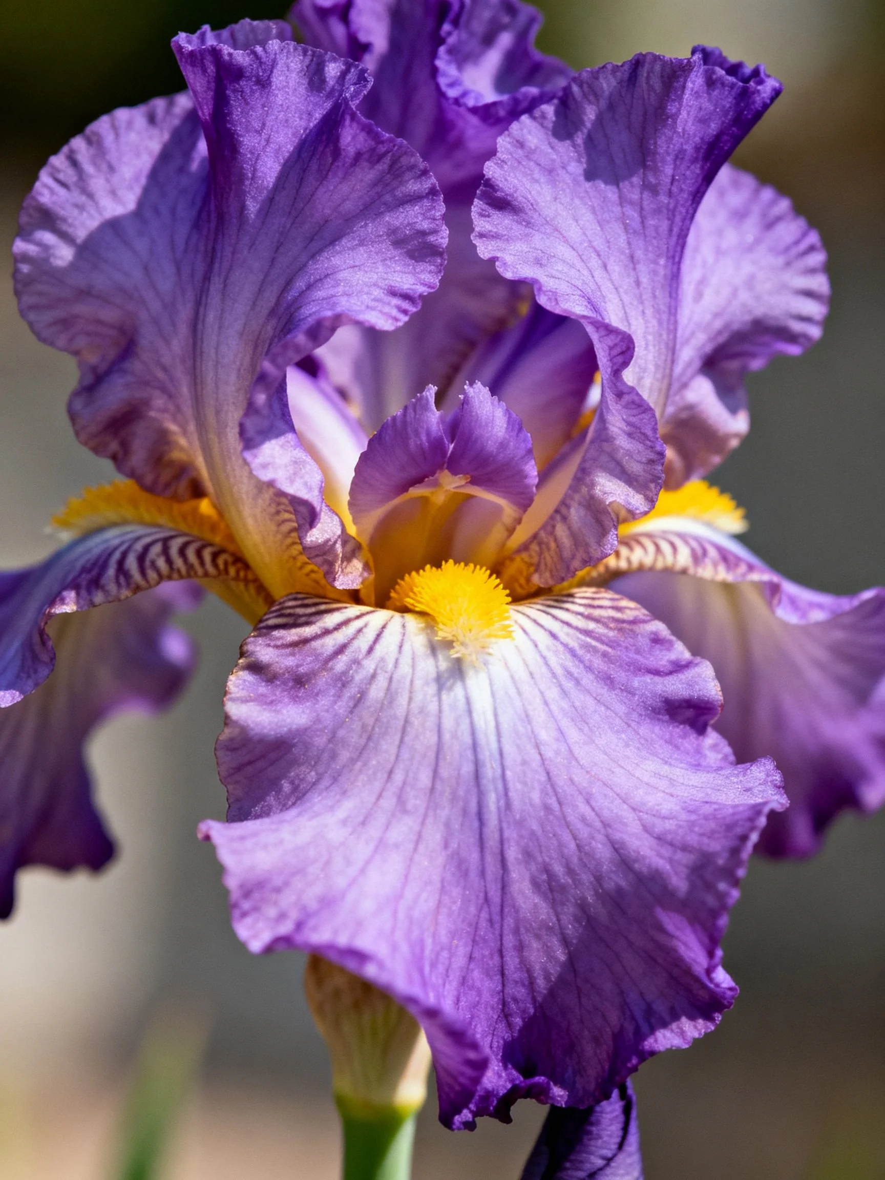 Vibrant Purple Iris with Yellow Center Details