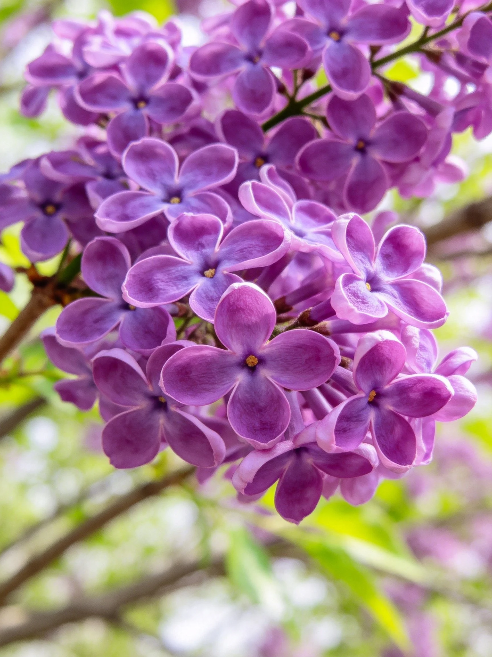 Vibrant Purple Lilac Blooms Clustering on Branches