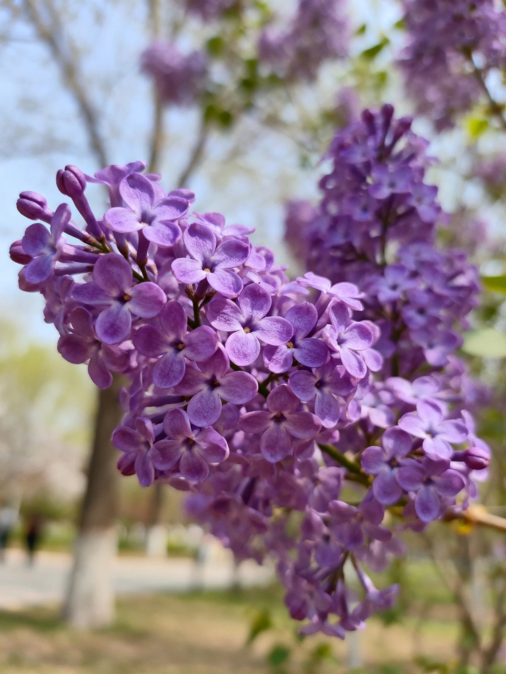 Vibrant Purple Lilac Blooms Under Bright Daylight